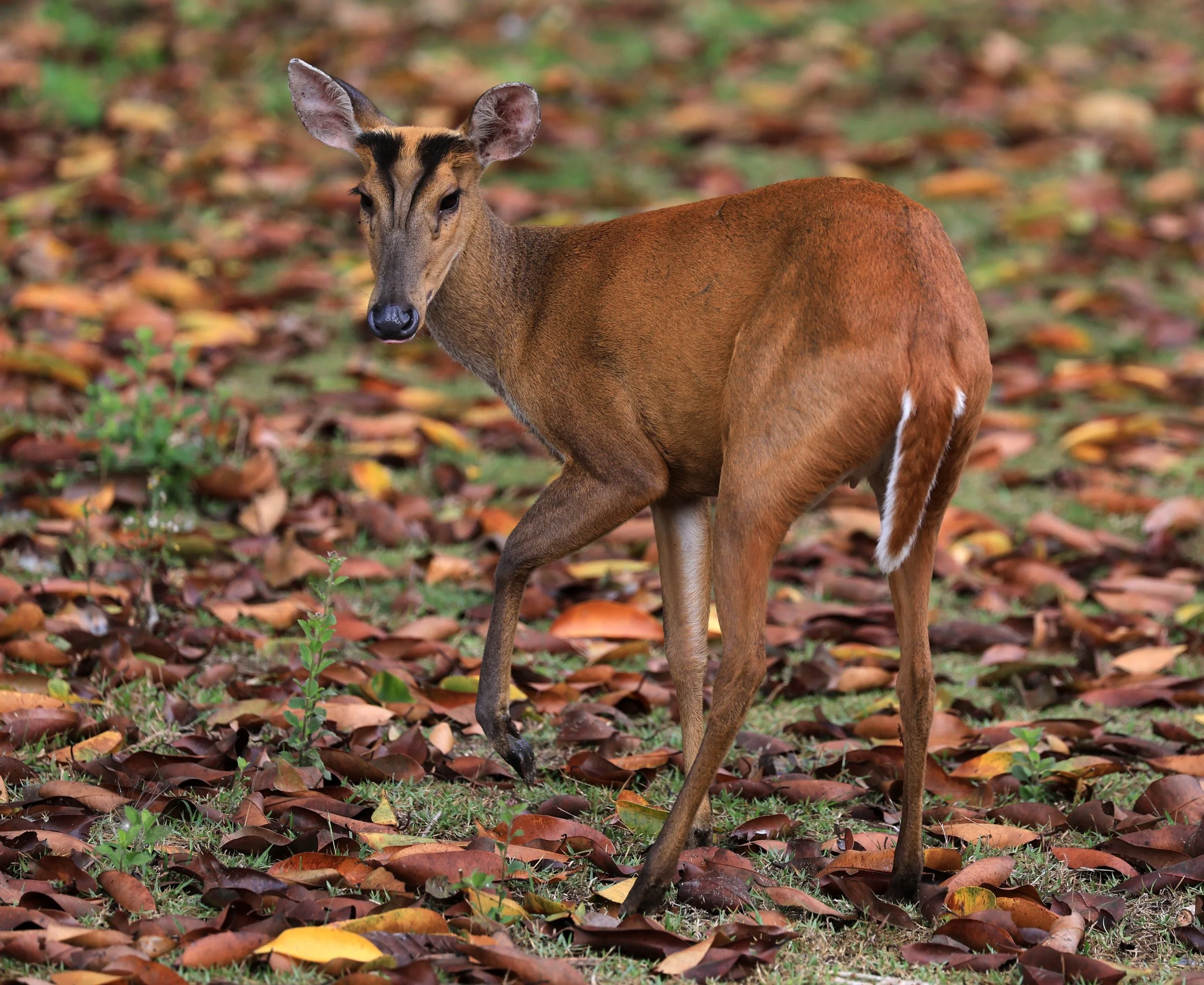 Southern Red Muntjac (Muntiacus muntjak) Khao Yai National Park, Thailand (22).jpg