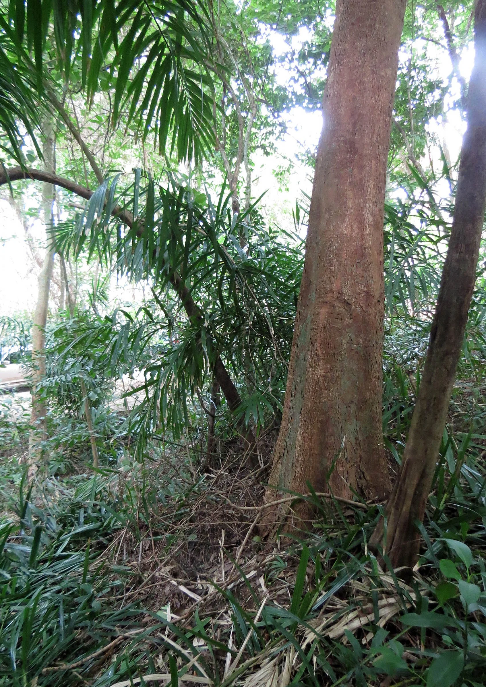 2014 Koh Lanta Build (103).JPG