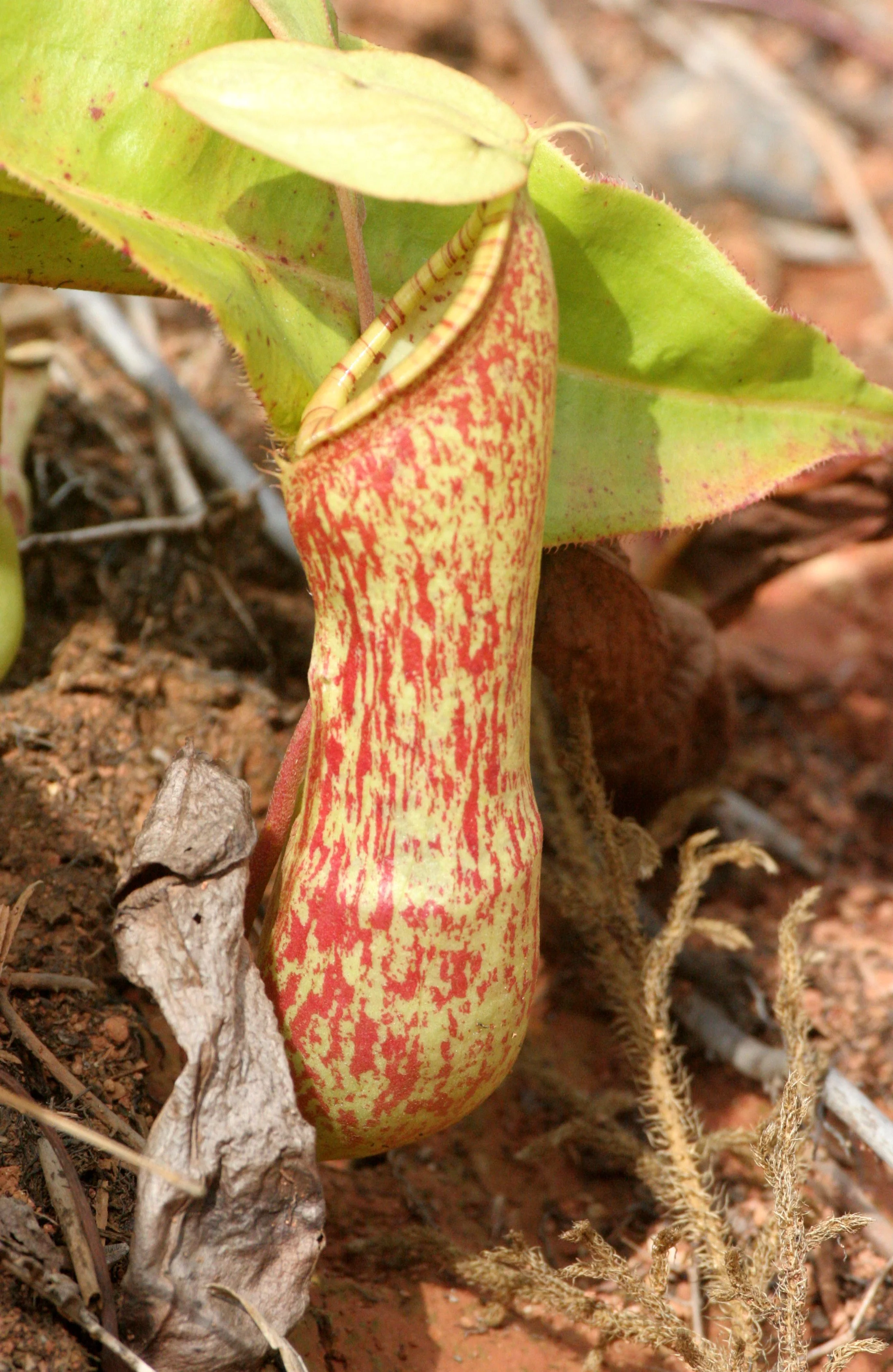 TABIN WILDLIFE RESERVE BORNEO - NEPENTHES SPECIES PITCHER PLANTS (5).JPG