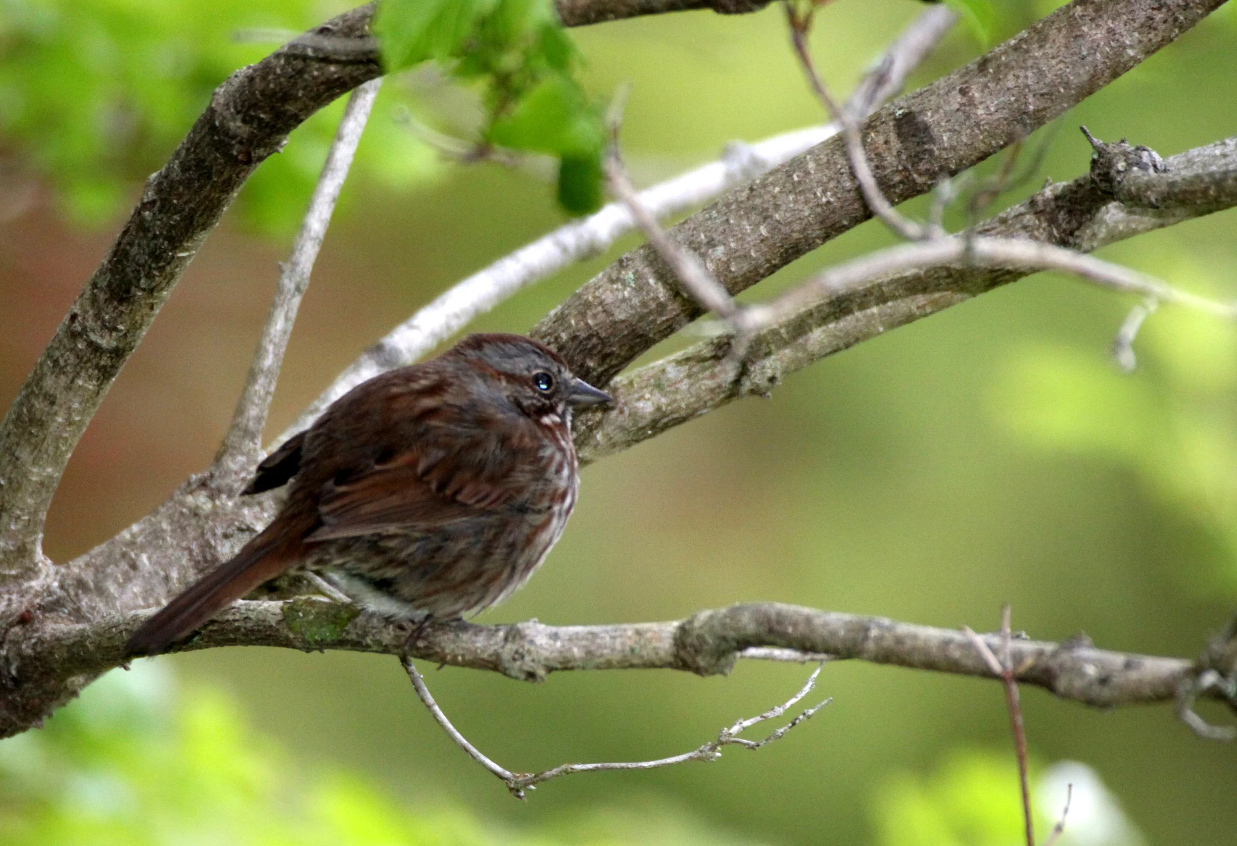 Song Sparrow (Melospiza melodia) Knight Inlet British Columbia (1).JPG