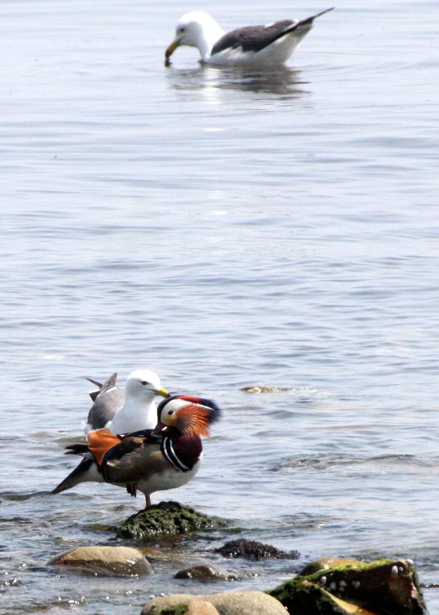 DUCK - MANDARIN DUCK - Aix galericulata - WITH BLACK-TAILED AND HERRING GULLS - KAWAUCHI JAPAN (13).JPG