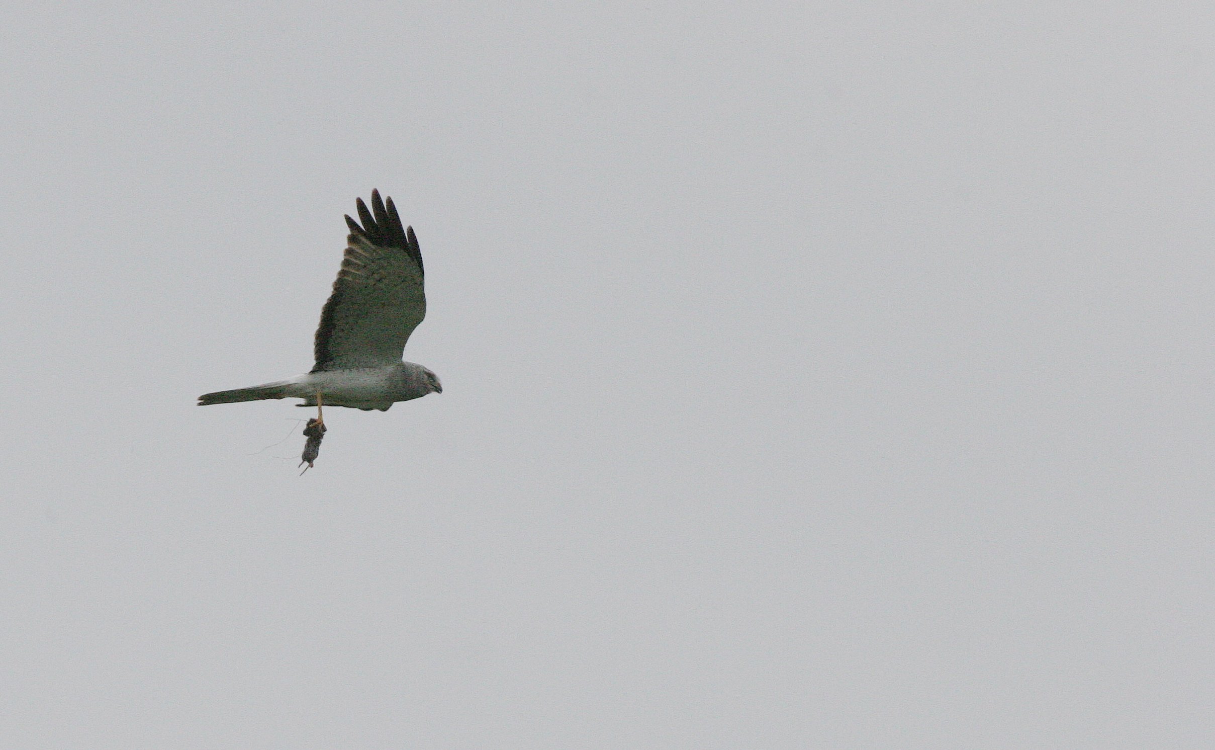 Circus hudsonius - NORTHERN HARRIER - JAMESTOWN WASHINGTON (9).JPG