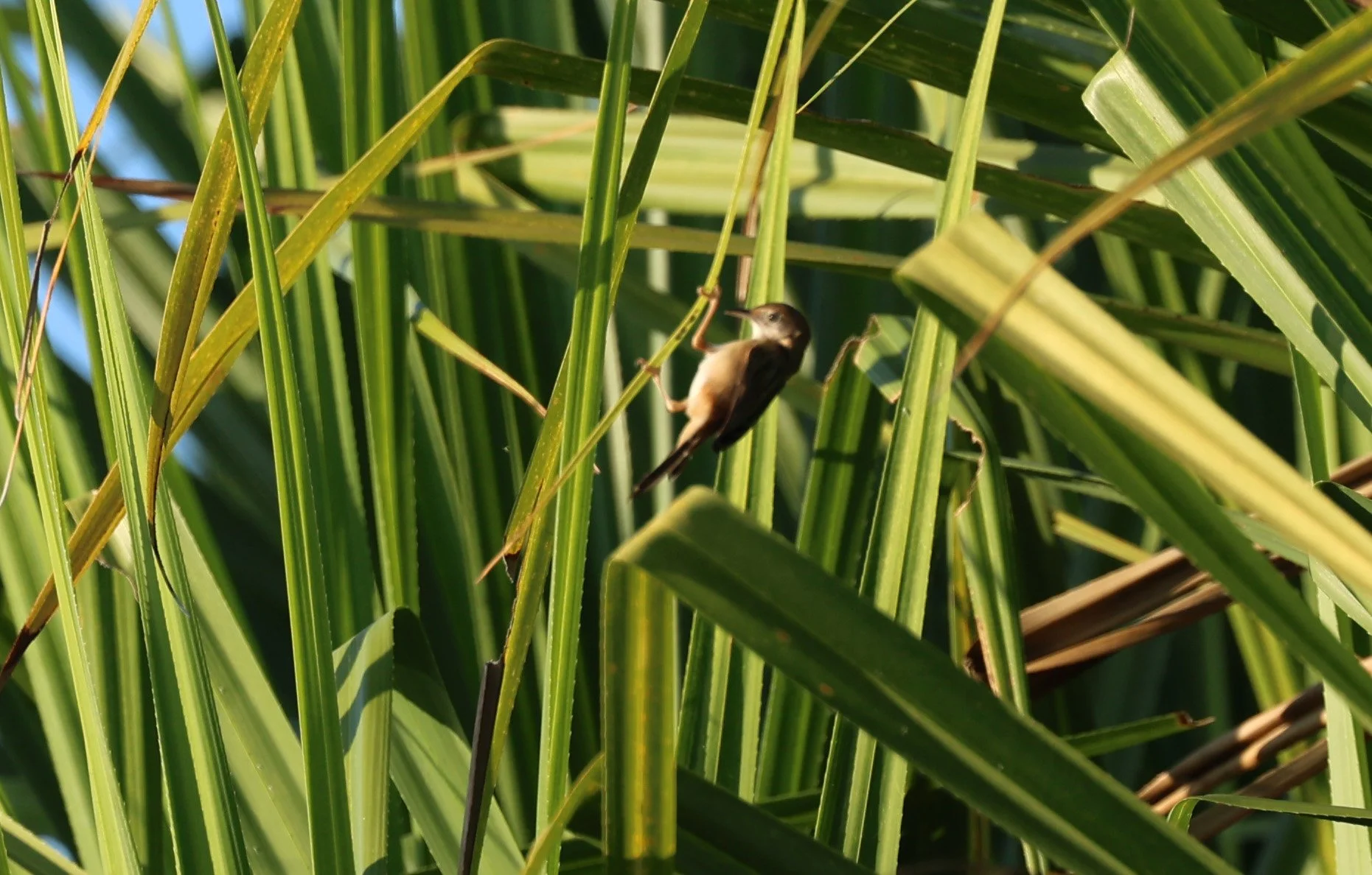 Australian Reed Warbler (Acrocephalus australis) Kakadu NP, Yellow Water Billabong - Northern Territory (9).jpg