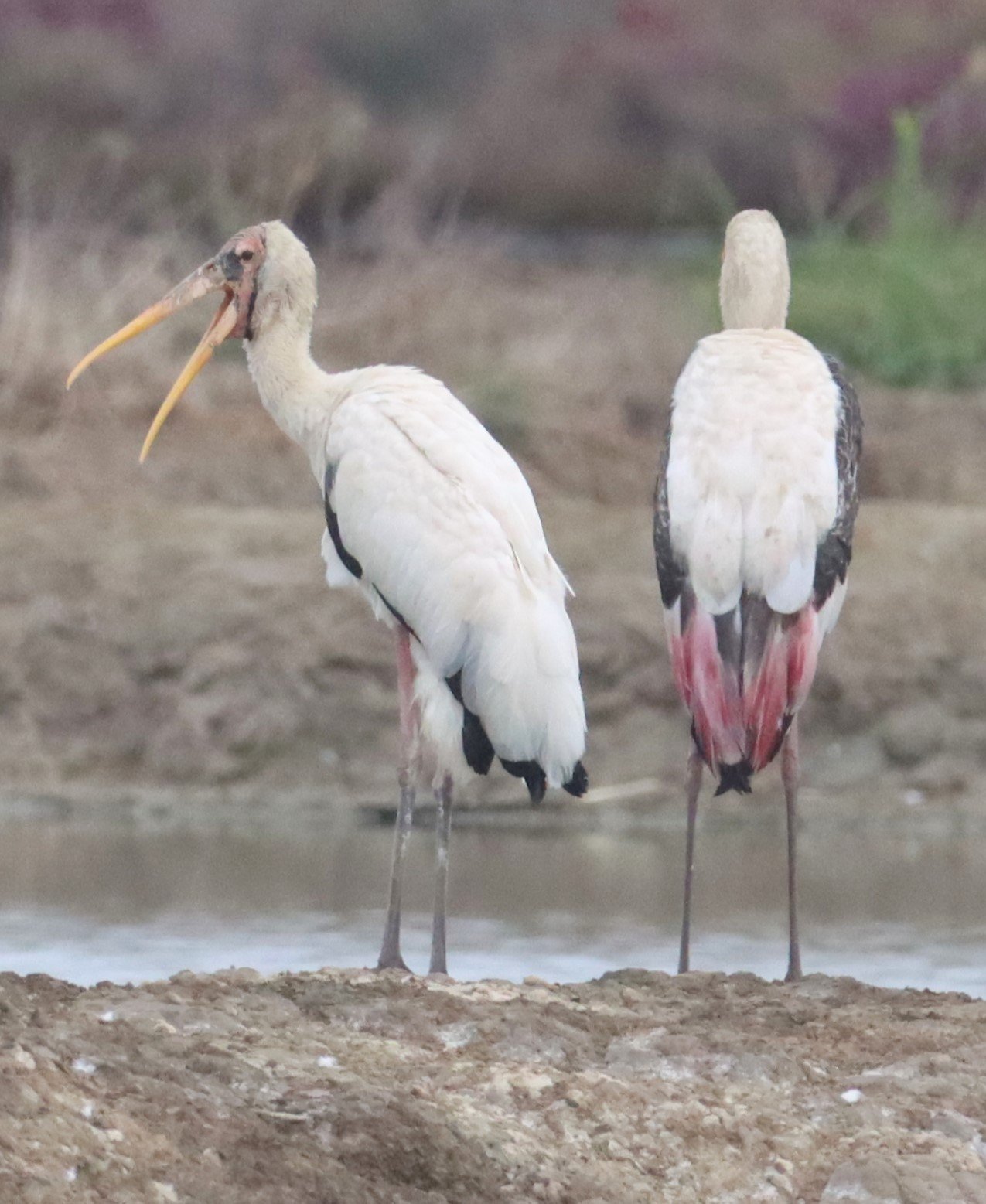 STORK - MILKY STORK - Mycteria cinerea - WITH PAINTED STORK - KHLONG TAMRU CHONBURI (26).jpg