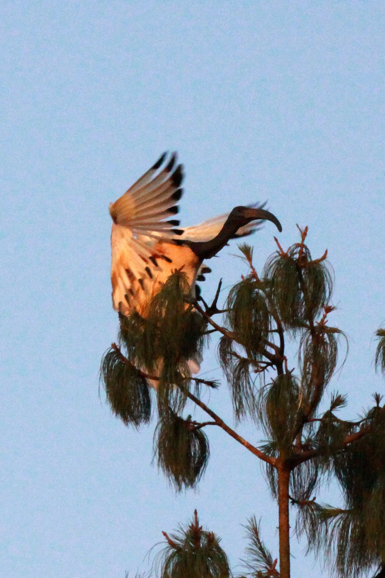 IBIS - AFRICAN SACRED IBIS - Threskiornis aethiopicus - NYUNGWE NATIONAL PARK RWANDA (535).JPG