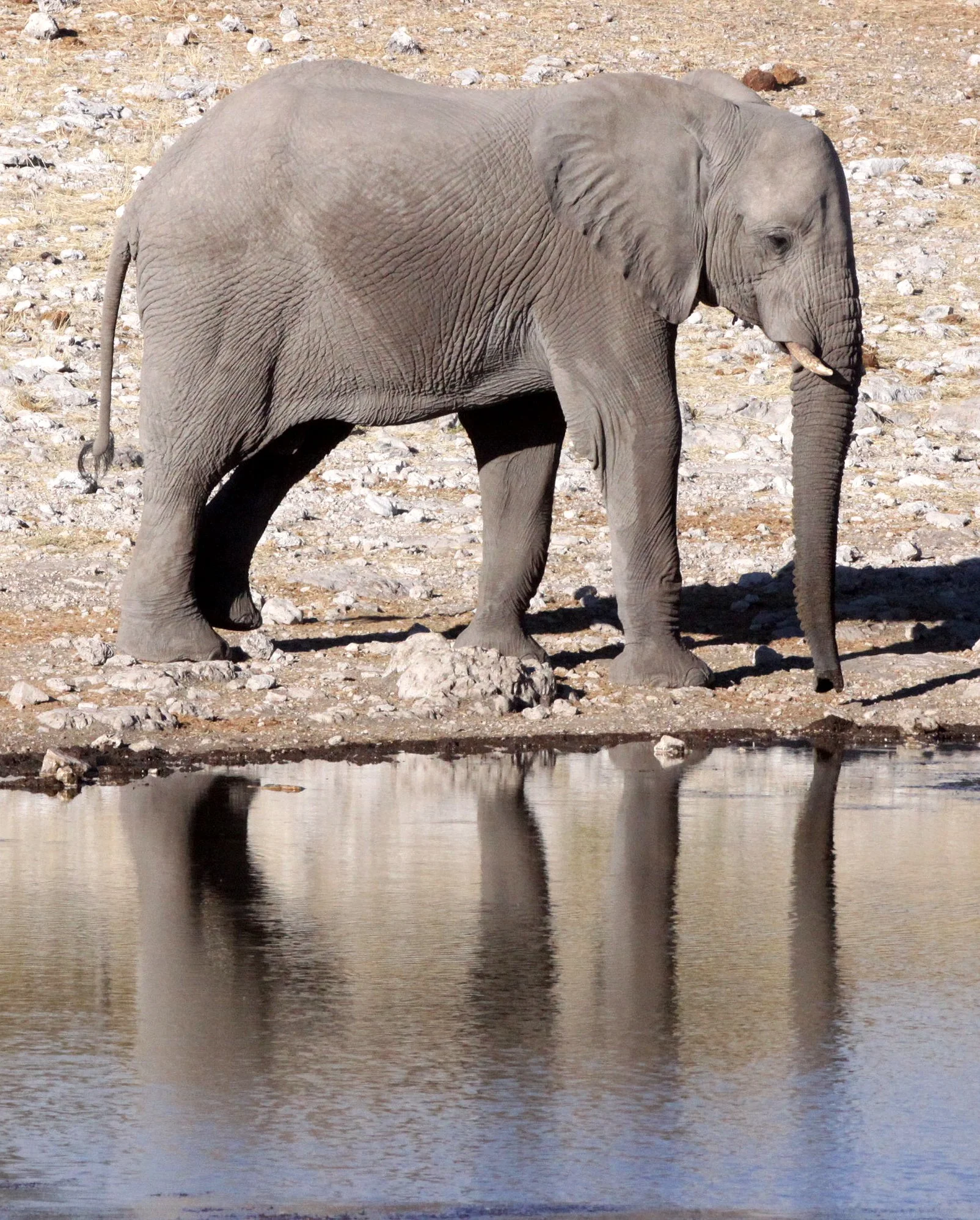 ELEPHANT - AFRICAN ELEPHANT - ETOSHA NATIONAL PARK NAMIBIA (11).JPG