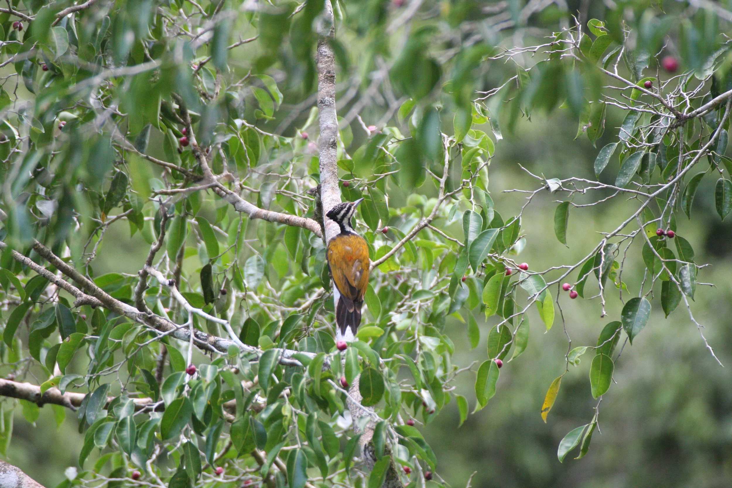 WOODPECKER - COMMON FLAMEBACK - Dinopium javenense - KAENG KRACHAN NP THAILAND (1).JPG