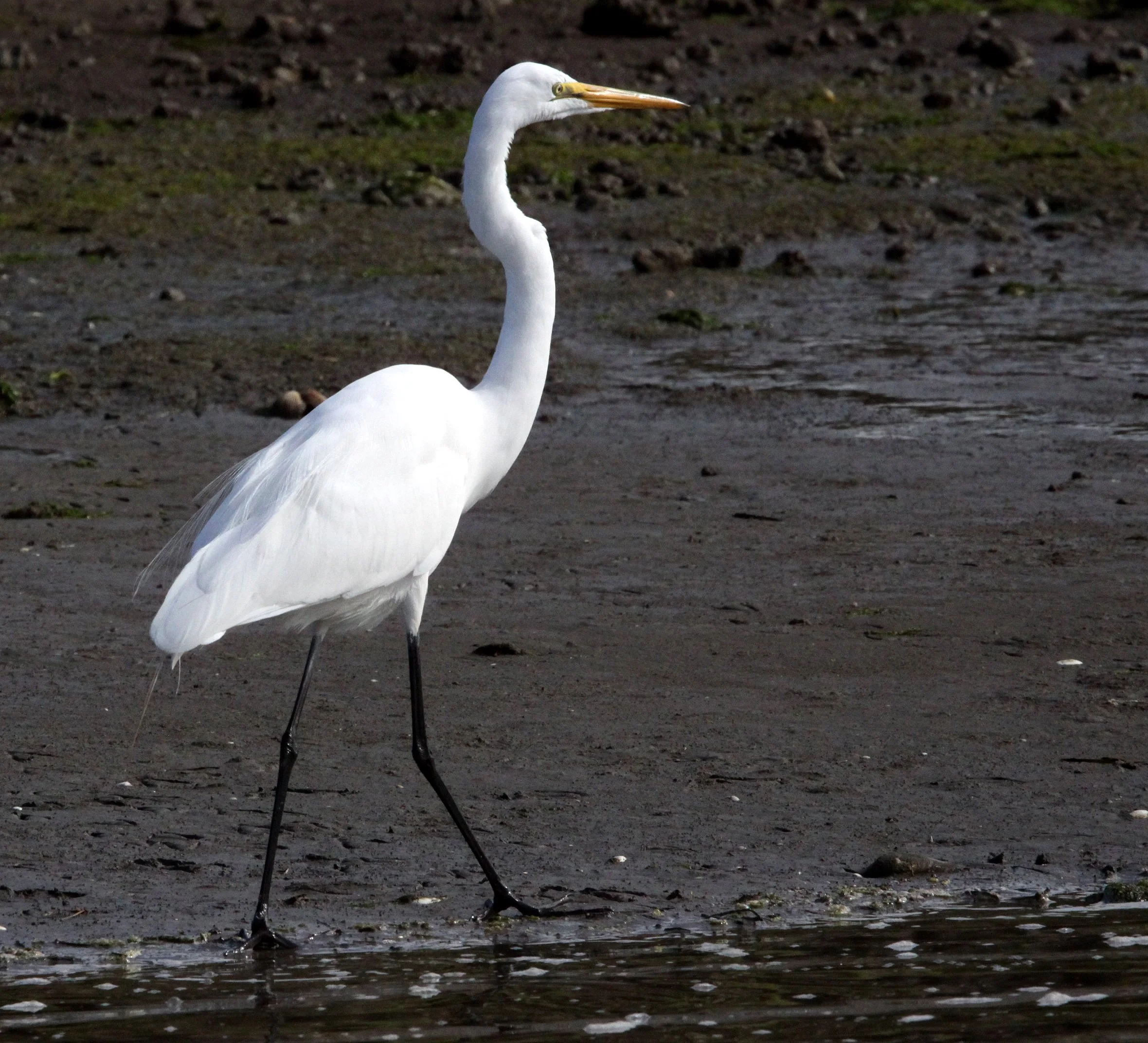 EGRET -  AMERICAN GREAT EGRET - Ardea alba egretta - ELKHORN SLOUGH WILDLIFE REFUGE CALIFORNIA (4).JPG