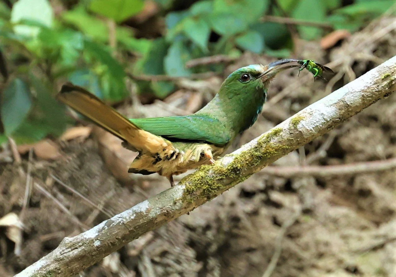 BEE-EATER - BLUE-BEARDED BEE-EATER - Nyctyornis amictus - CHONG YEN CAMPSITE MAE WONG NP MAY 1 2022 (10).jpg
