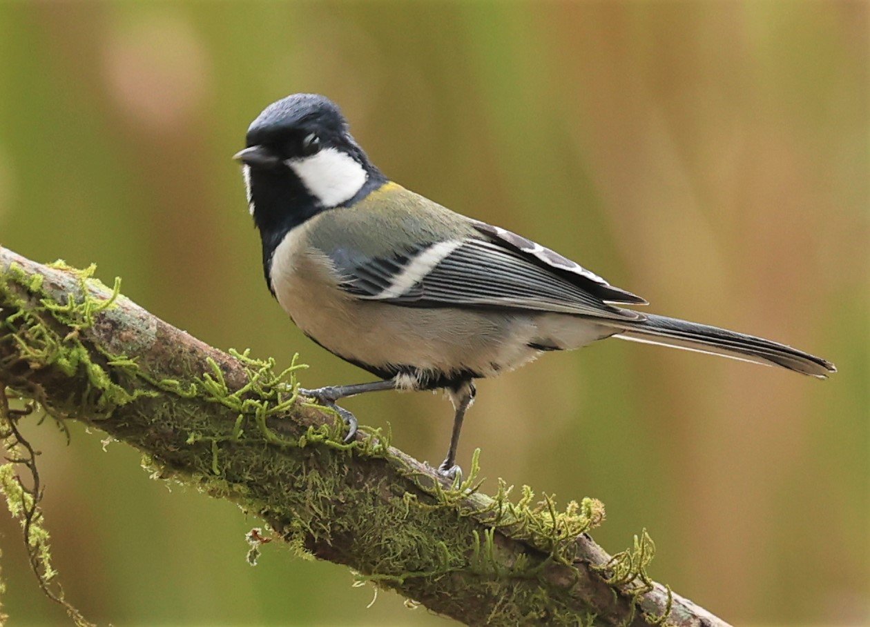Genus Parus Tits Coke Smith Wildlife genus-parus-tits-coke-smith-wildlife