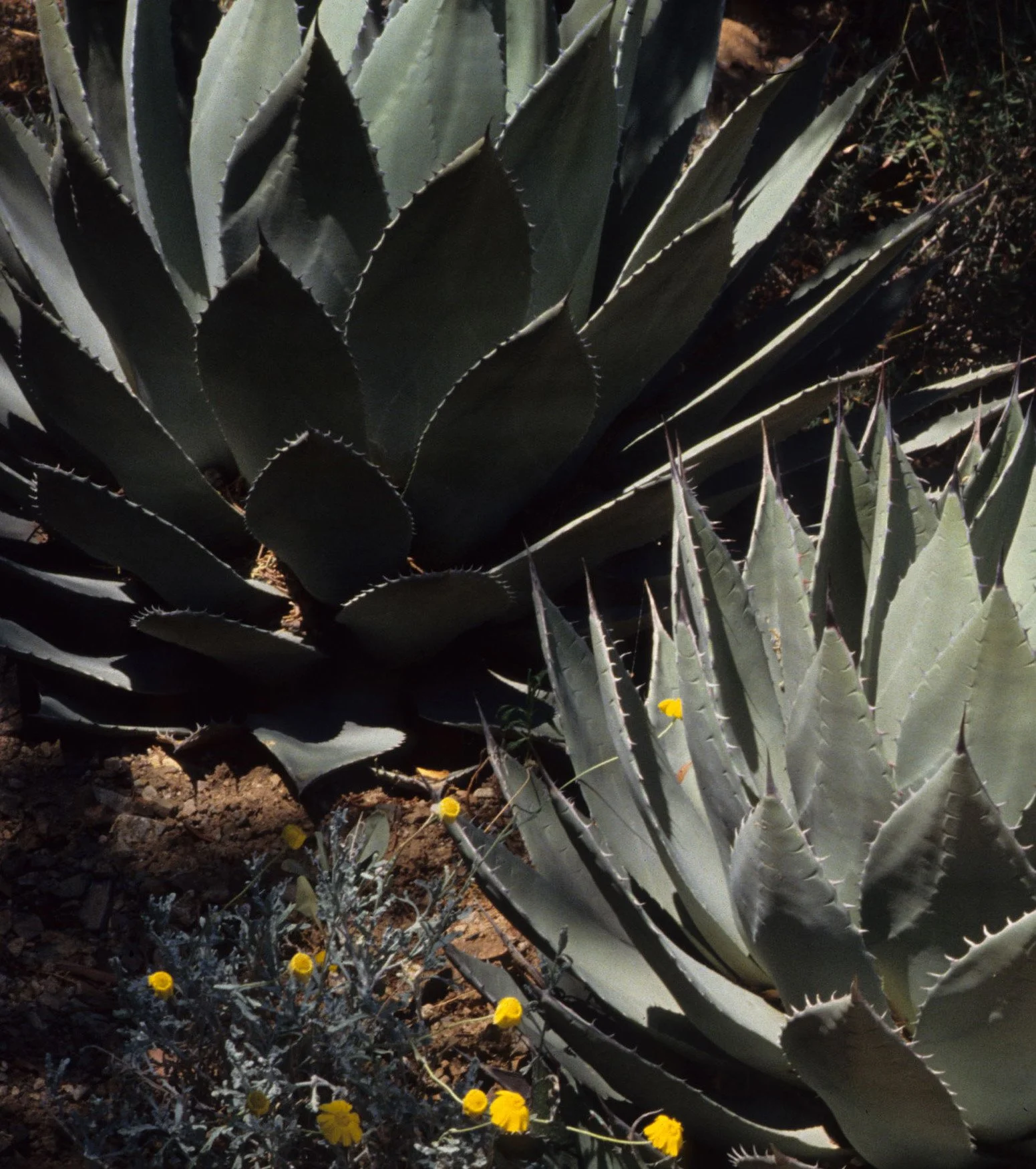ARIZONA - DESERT MUSEUM - AMARYLLIDACEAE - AGAVE CERULATA WITH COEVOLVED EUPHORB C.jpg