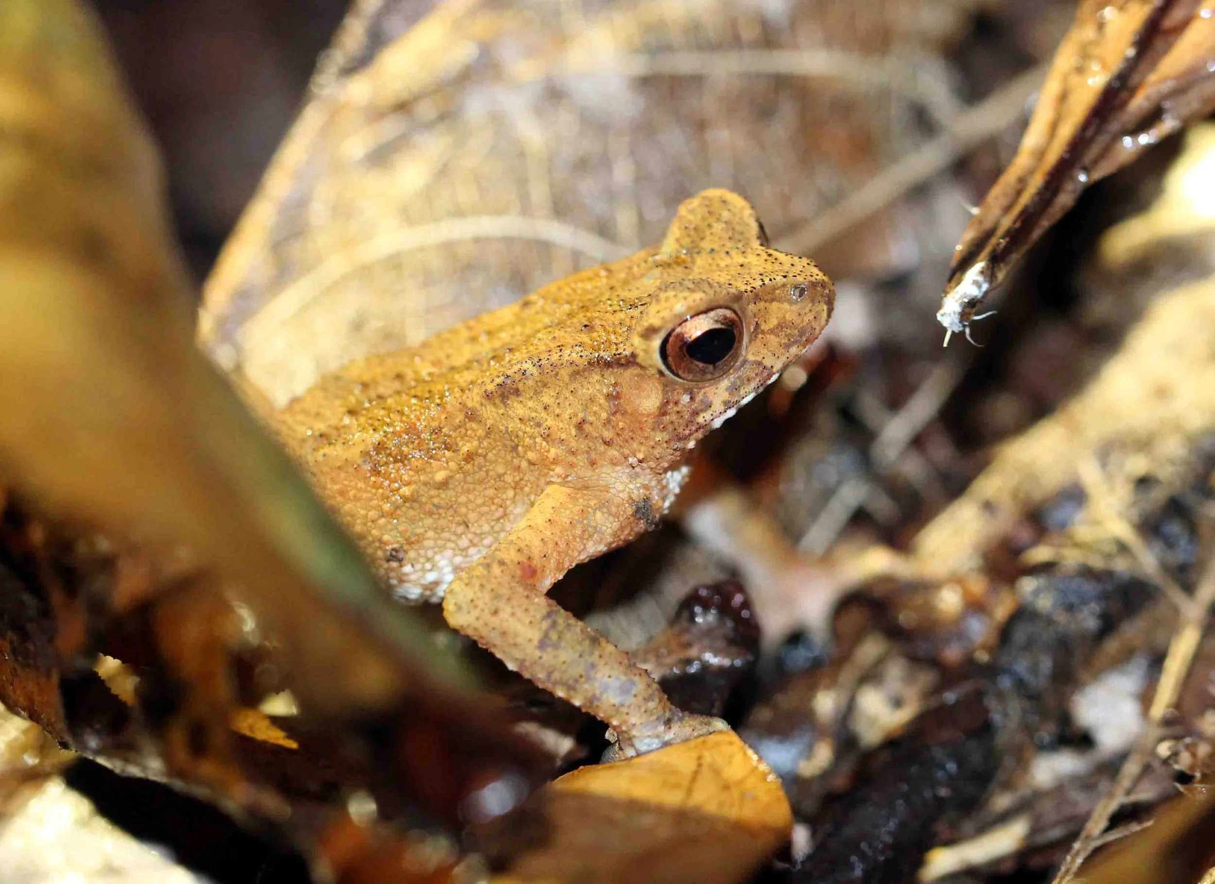 AMPHIBIAN - FROG SPECIES - KITULGALA FOREST PRESERVE, SRI LANKA - PHOTO BY SOM SMITH (6).JPG
