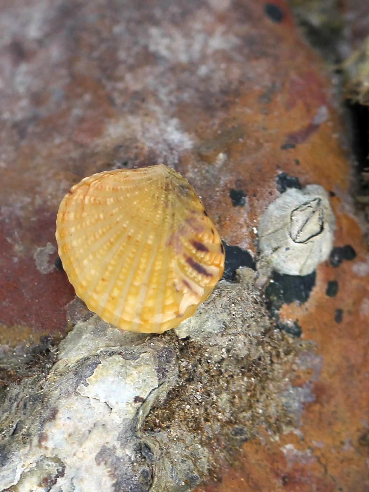 2015 Koh Lanta Songkran with friends from ISB (588).JPG