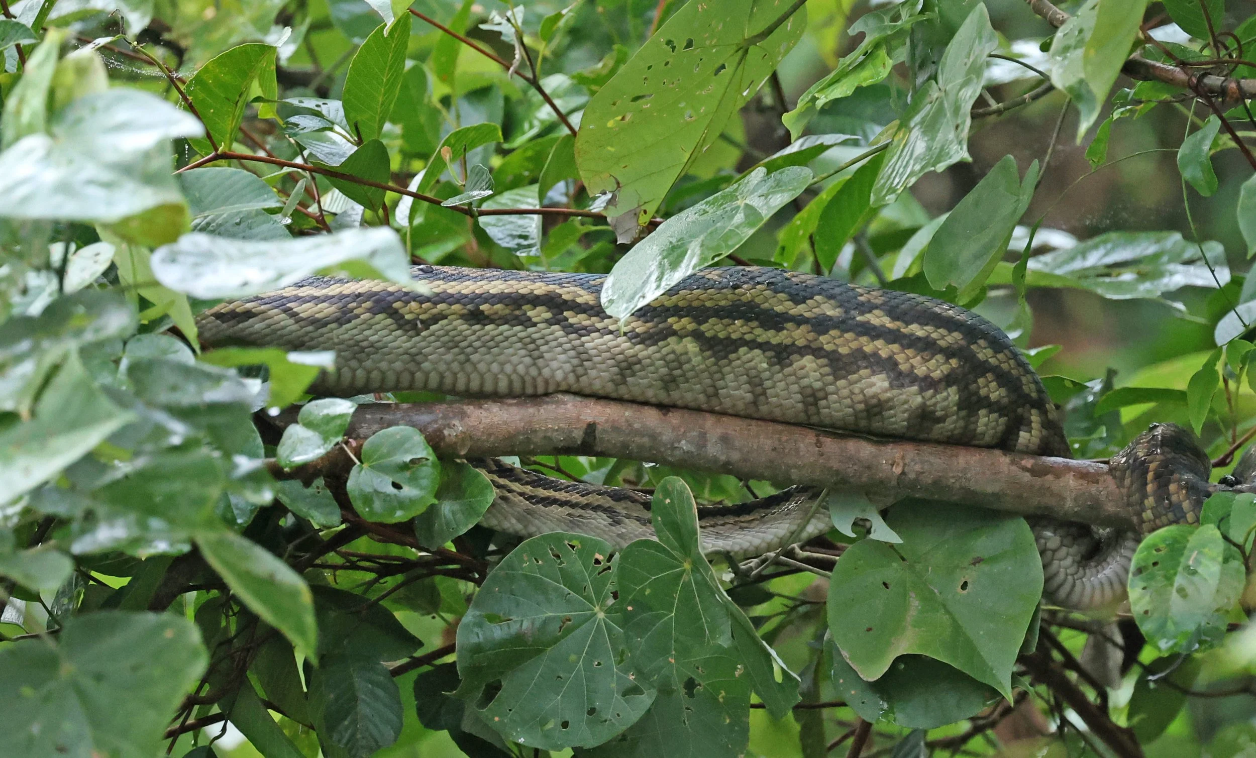 Amethystine or Australian Scrub Python (Simalia kinghorni)Daintree Town, Daintree River - Queensland (5).jpg