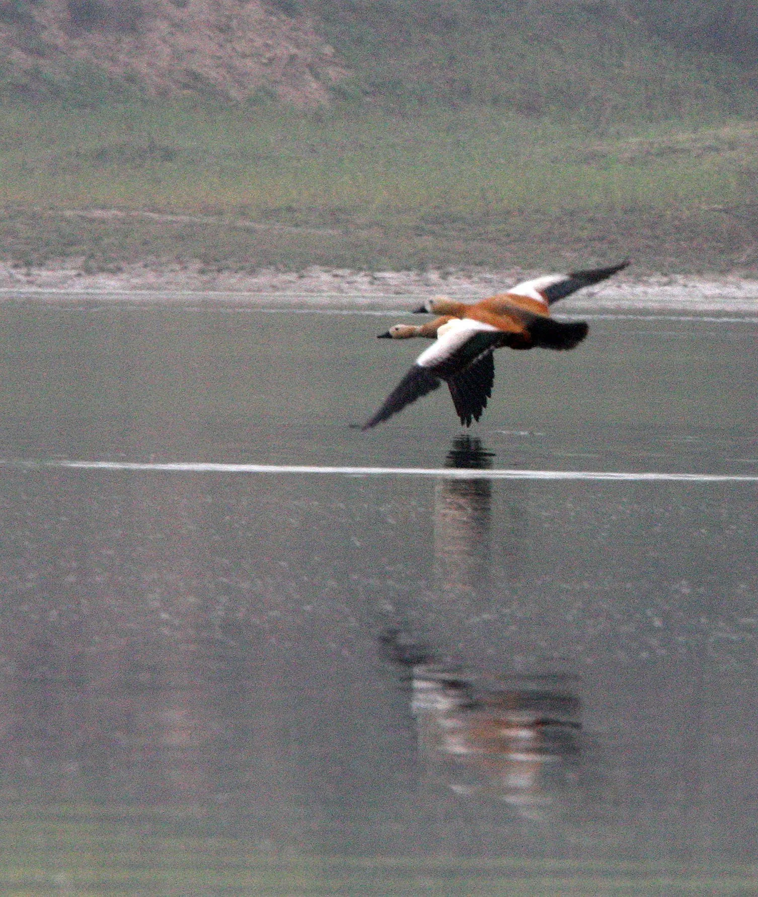 SHELDUCK - RUDDY SHELDUCK  - Tadorna ferruginea - CHAMBAL RIVER SANCTUARY INDIA (3).JPG