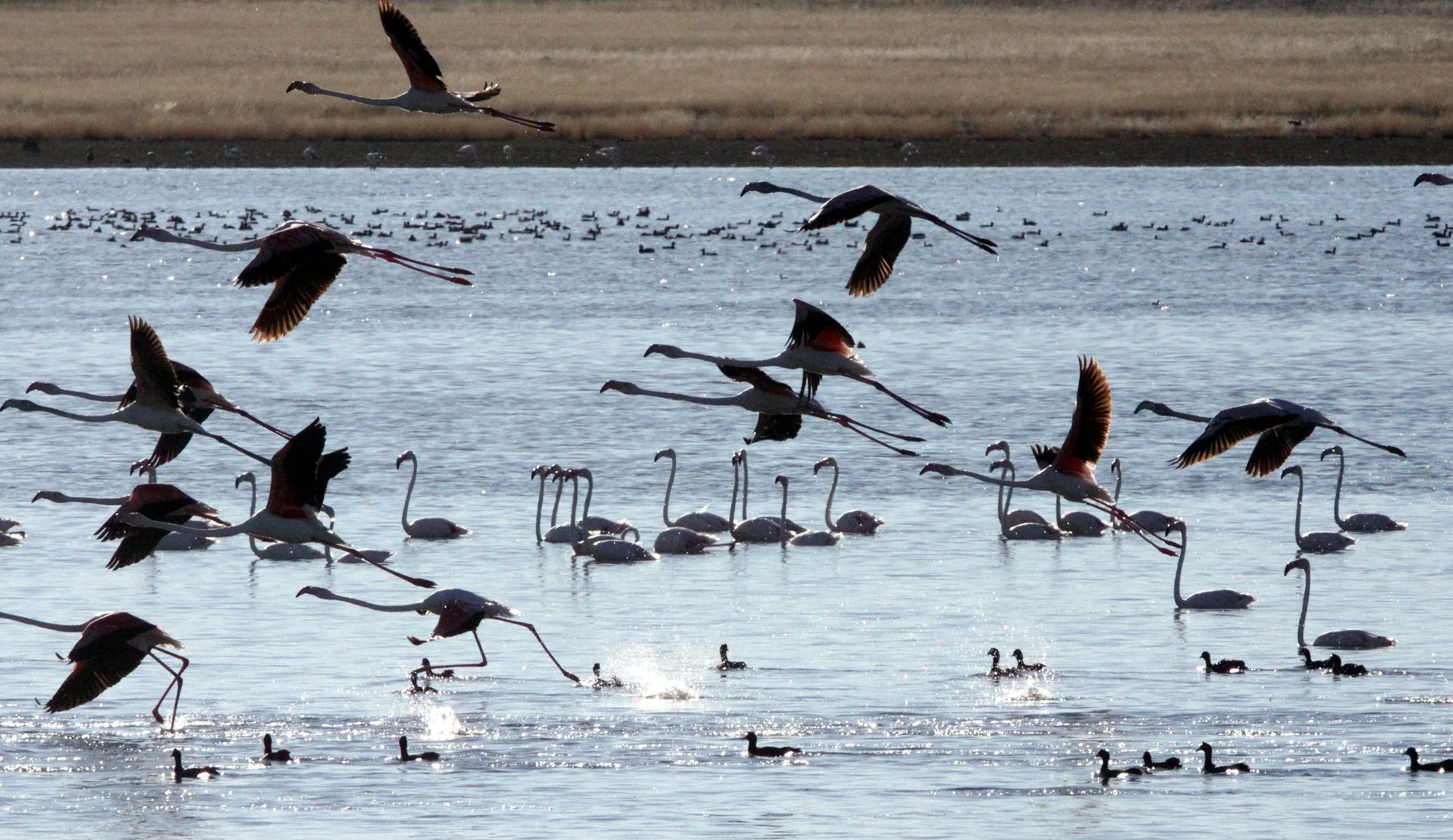 Phoenicopterus roseus - Greater Flamingo - Marrick Camp Kimberly South Africa (6).JPG