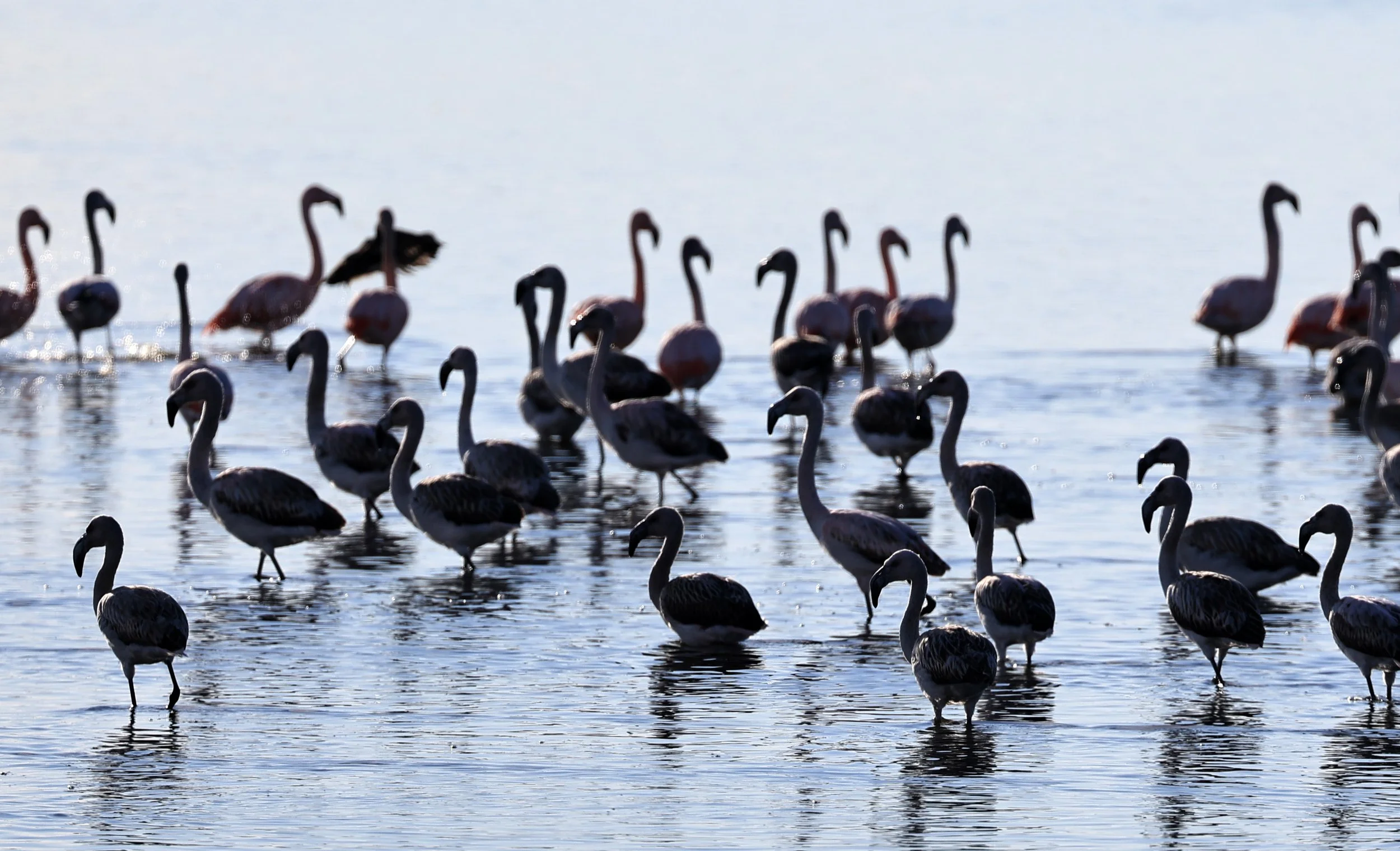 Chilean Flamingo (Phoenicopterus chilensis) Lagunas del Ornitólogo, Trelew Argentina (3).jpg
