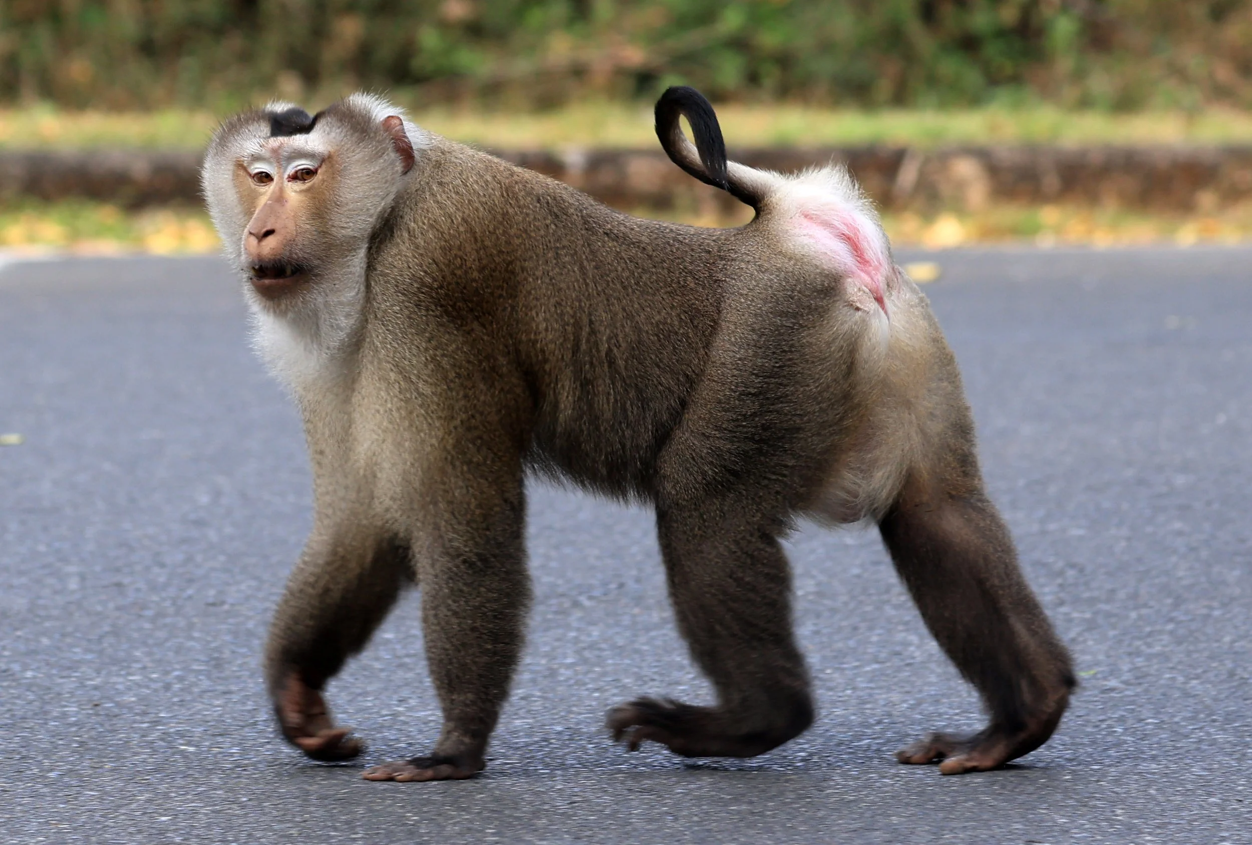Northern Pig-tailed Macaque (Macaca leonina) Khao Yai National Park Feb 2026 Day 3 (65).jpg