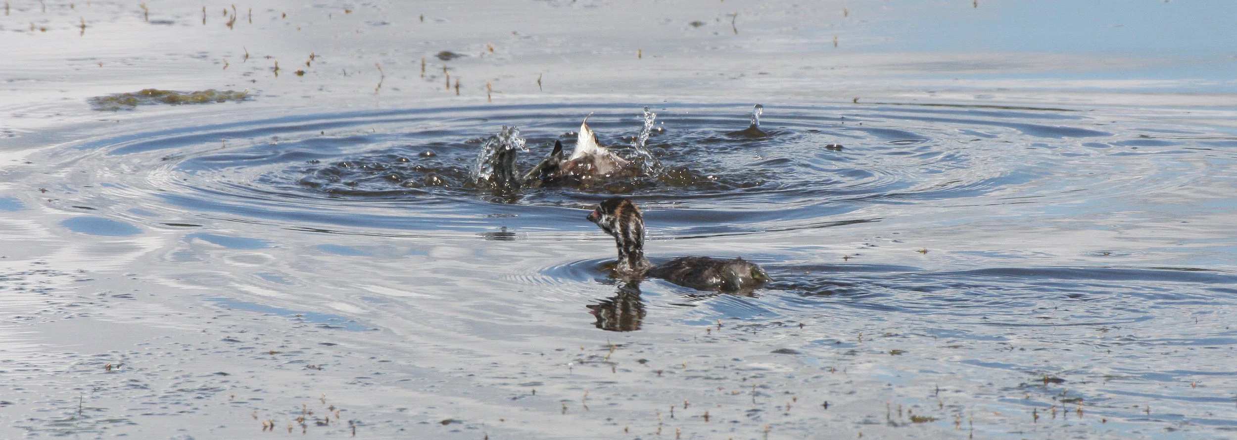 Pied-billed Grebe (Podilymbus podiceps) Ridgefield NWR Washington (23).JPG
