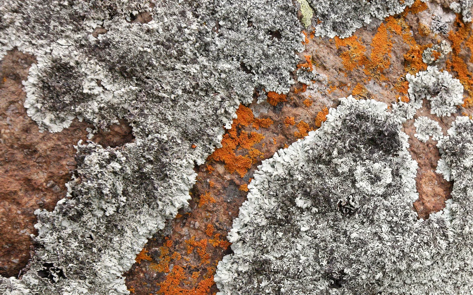 BALE MOUNTAINS NATIONAL PARK ETHIOPIA - SANETTI PLATEAU (26).JPG