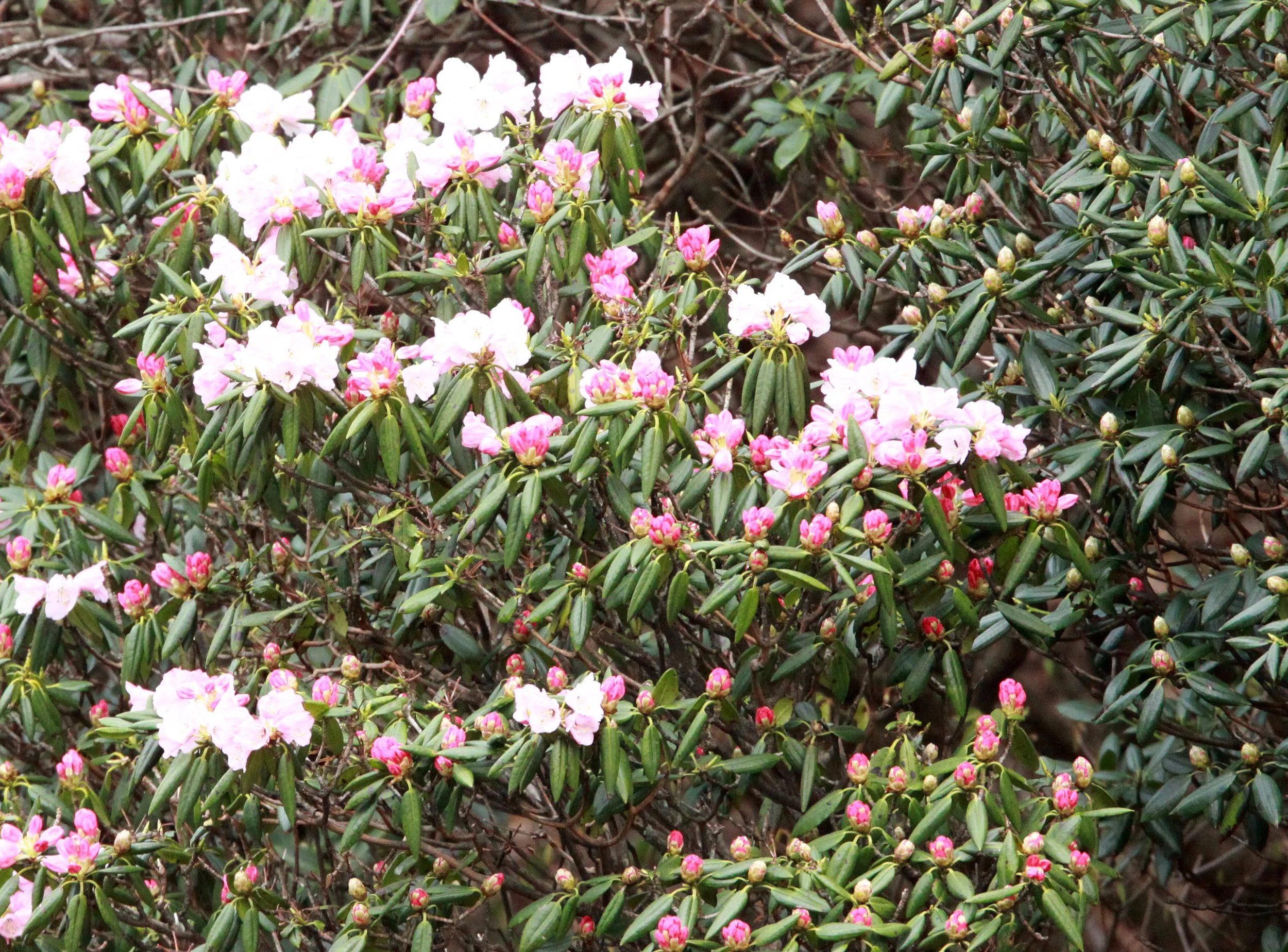 HUANGSHAN NATIONAL PARK - ANHUI PROVINCE CHINA (73).JPG