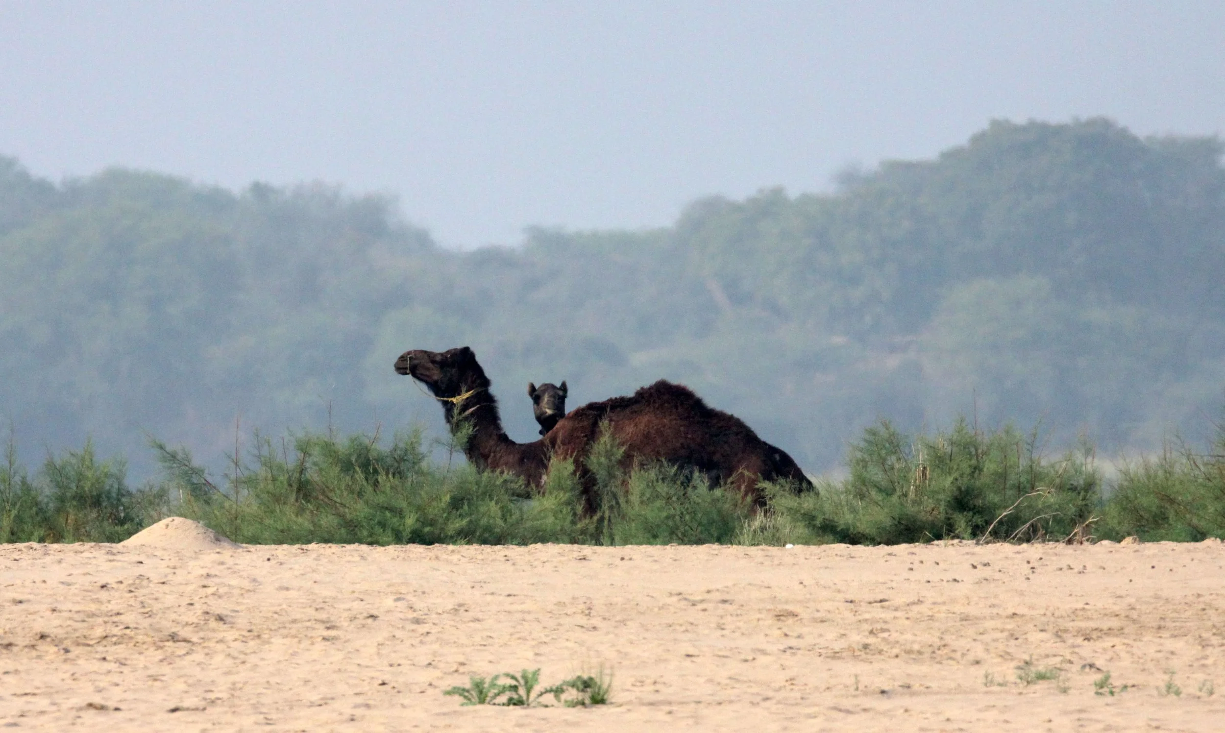 CHAMBAL RIVER SANCTUARY INDIA (39).JPG