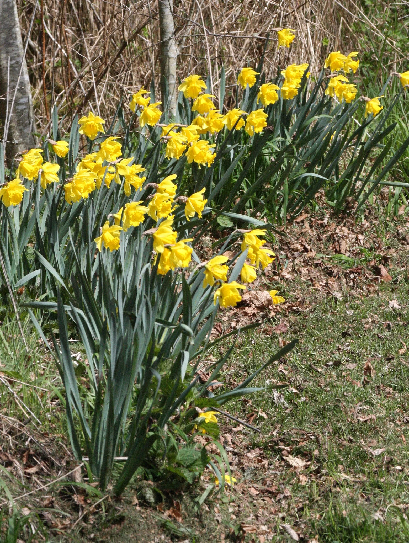 AMARYLLIDACEAE - NARCISSIS SPECIES - DAFFODILS - LAKE FARM TRAILS.JPG