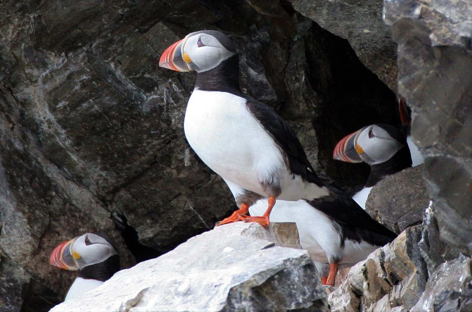 Fratercula arctica - ATLANTIC PUFFIN - SVALBARD aa (1).jpg