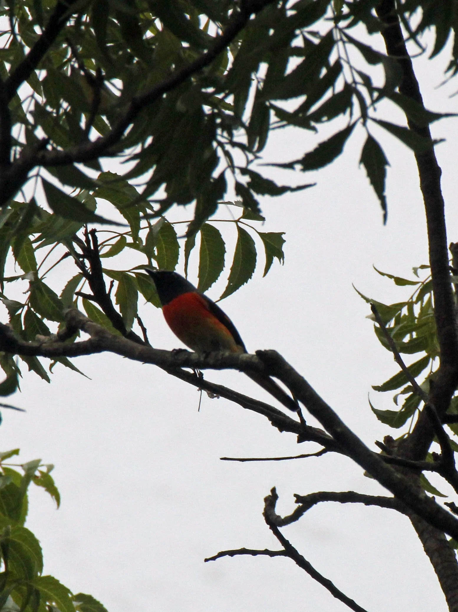 Orange Minivet (Pericrocotus flammeus) Sigiriya Forest Sri Lanka.JPG