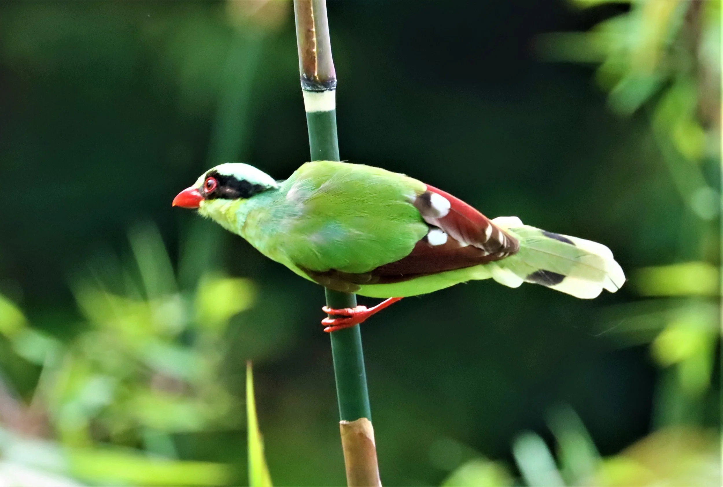 MAGPIE - COMMON GREEN MAGPIE - Cissa chinensis - KHAO YAI NP SEP 18 2021 GIFT'S IMAGES (25).jpg