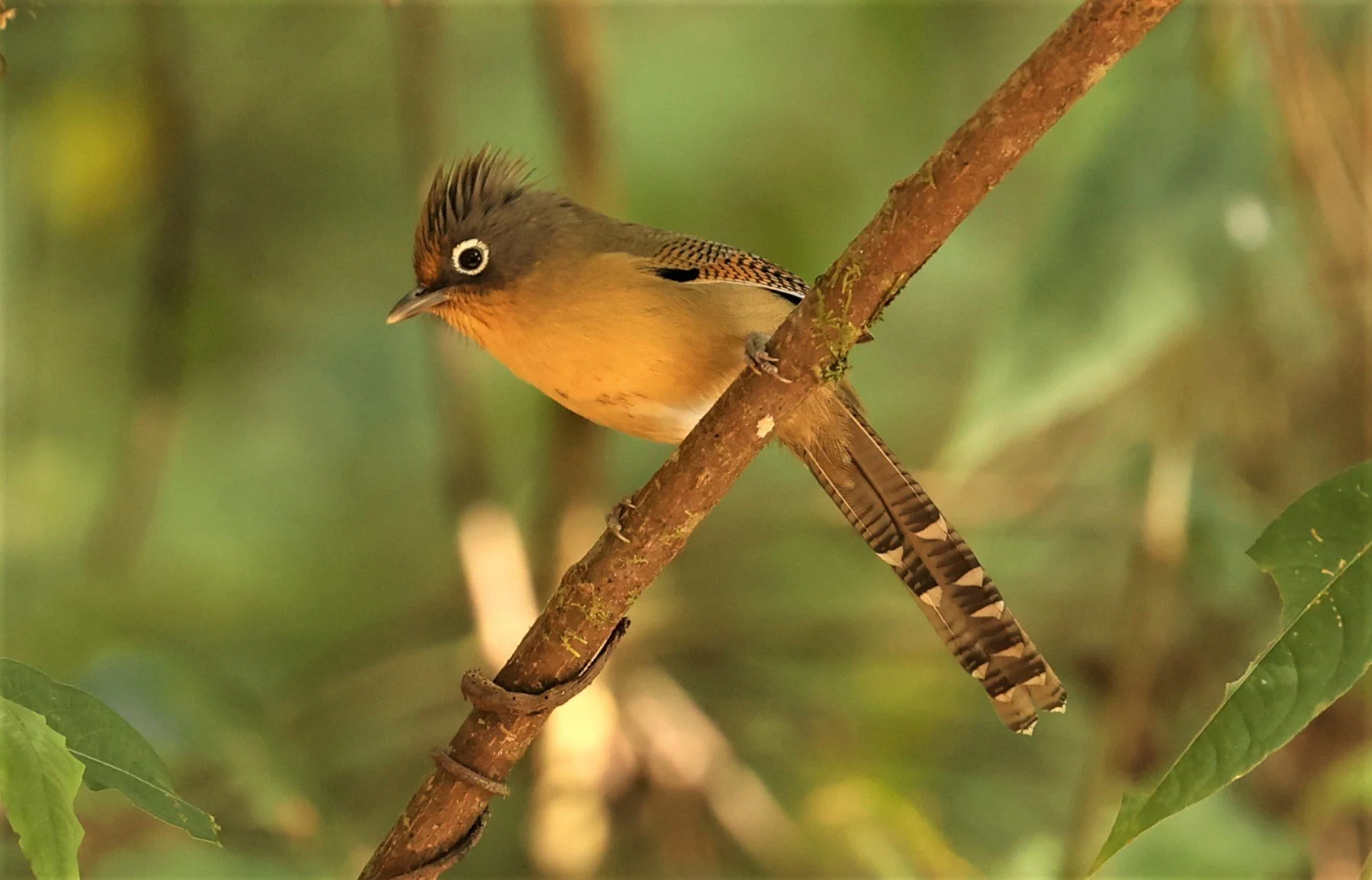 BARWING - SPECTACLED BARWING - Actinodura ramsayi - DOI LANG EAST DOI PHA HOM POK NP, DECEMBER 2021 (16).jpg
