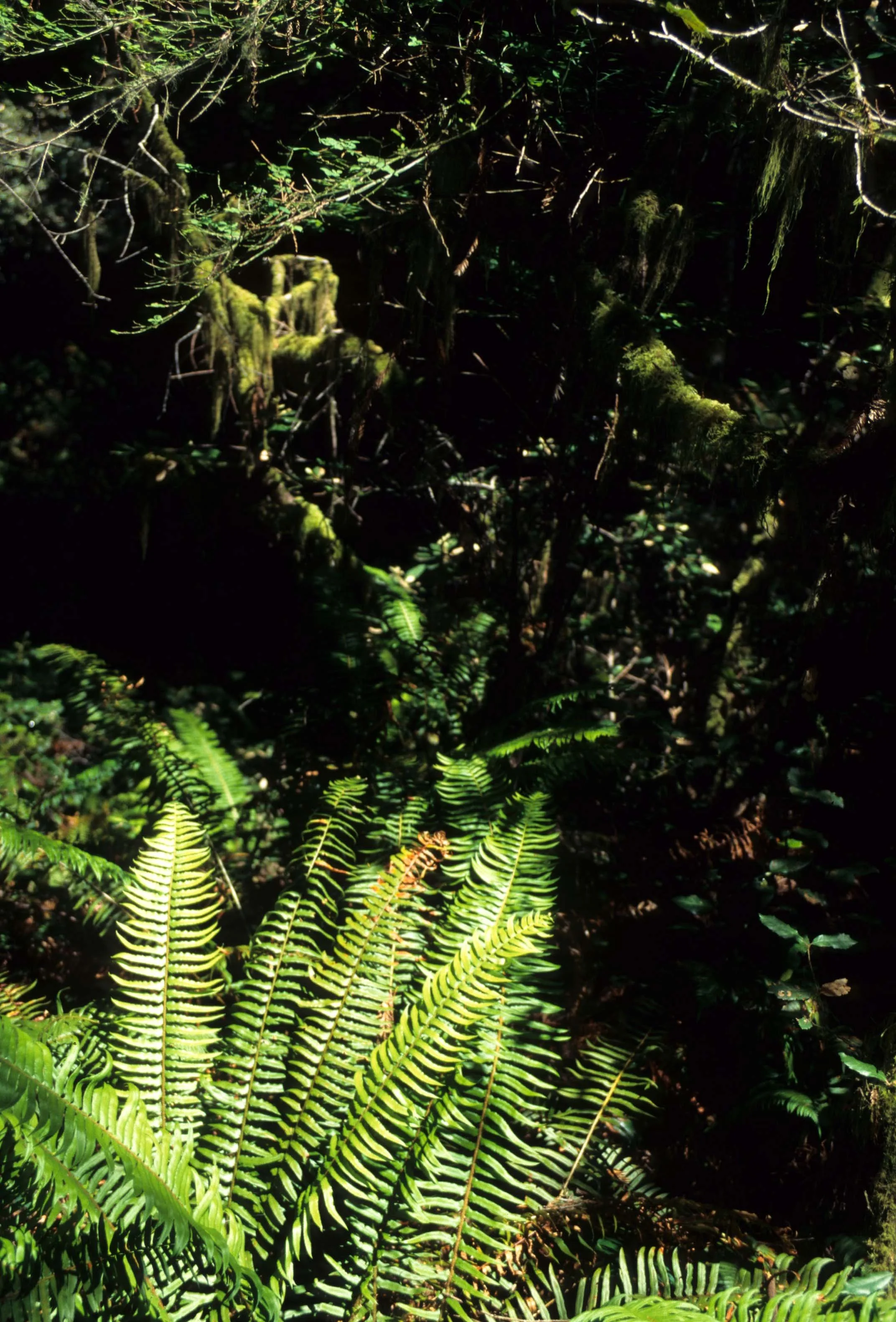 CALIFORNIA - REDWOODS NP - PTERIDOPHYTA - SWORD FERN.jpg