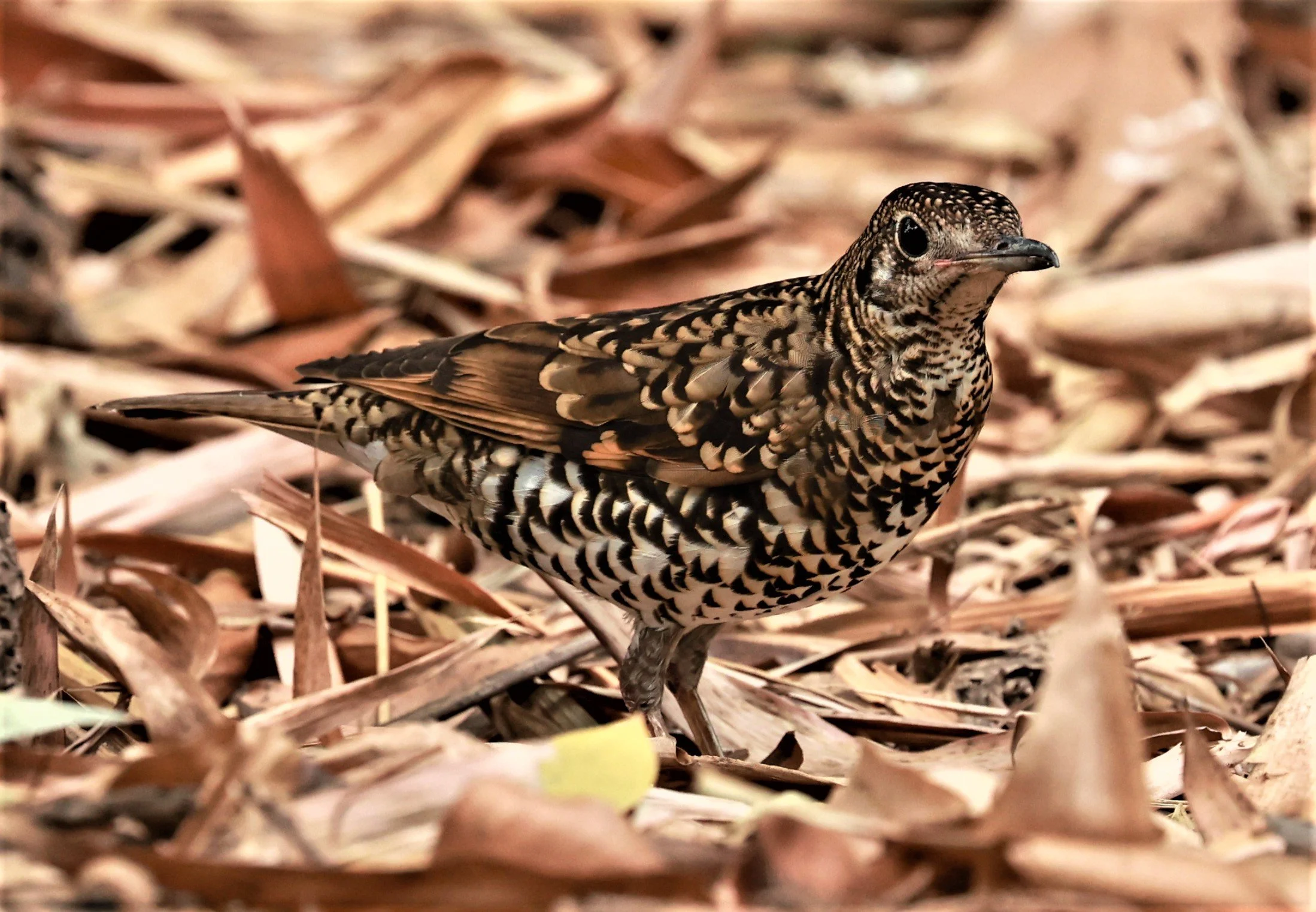 White's Thrush (Zoothera aurea) Putthamonthon Park Nakhon Pathom Thailand (31).jpg