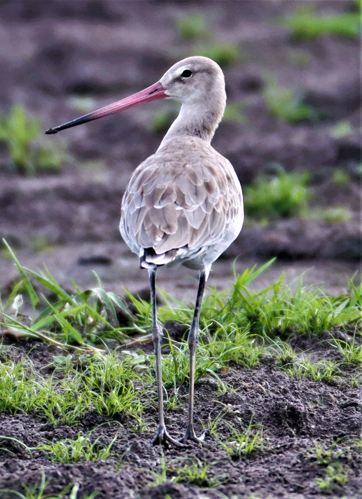 GODWIT - BLACK-TAILED GODWIT - Limosa limosa - BANG KHAEM NAKHON PATHOM (15).jpg