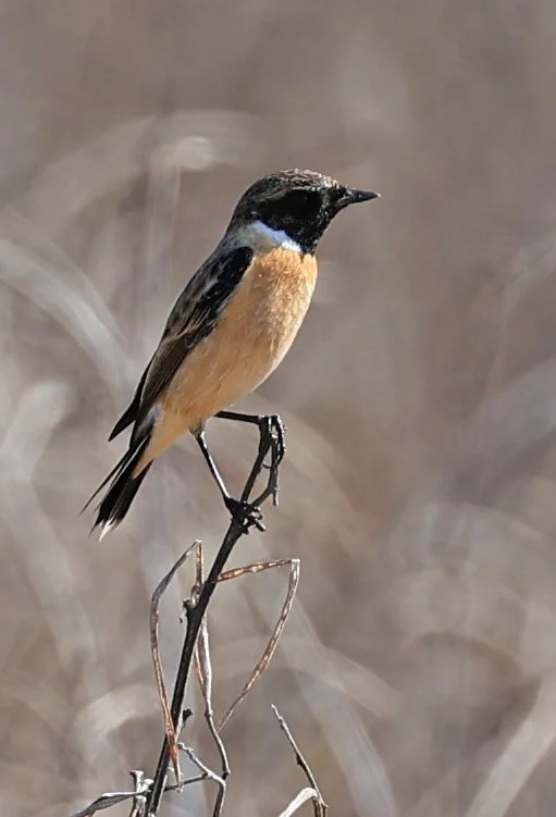 Amur Stonechat (Saxicola stejnegeri) Nong Han Lake & Wetland - Sakon Nakhon Province (2).jpg