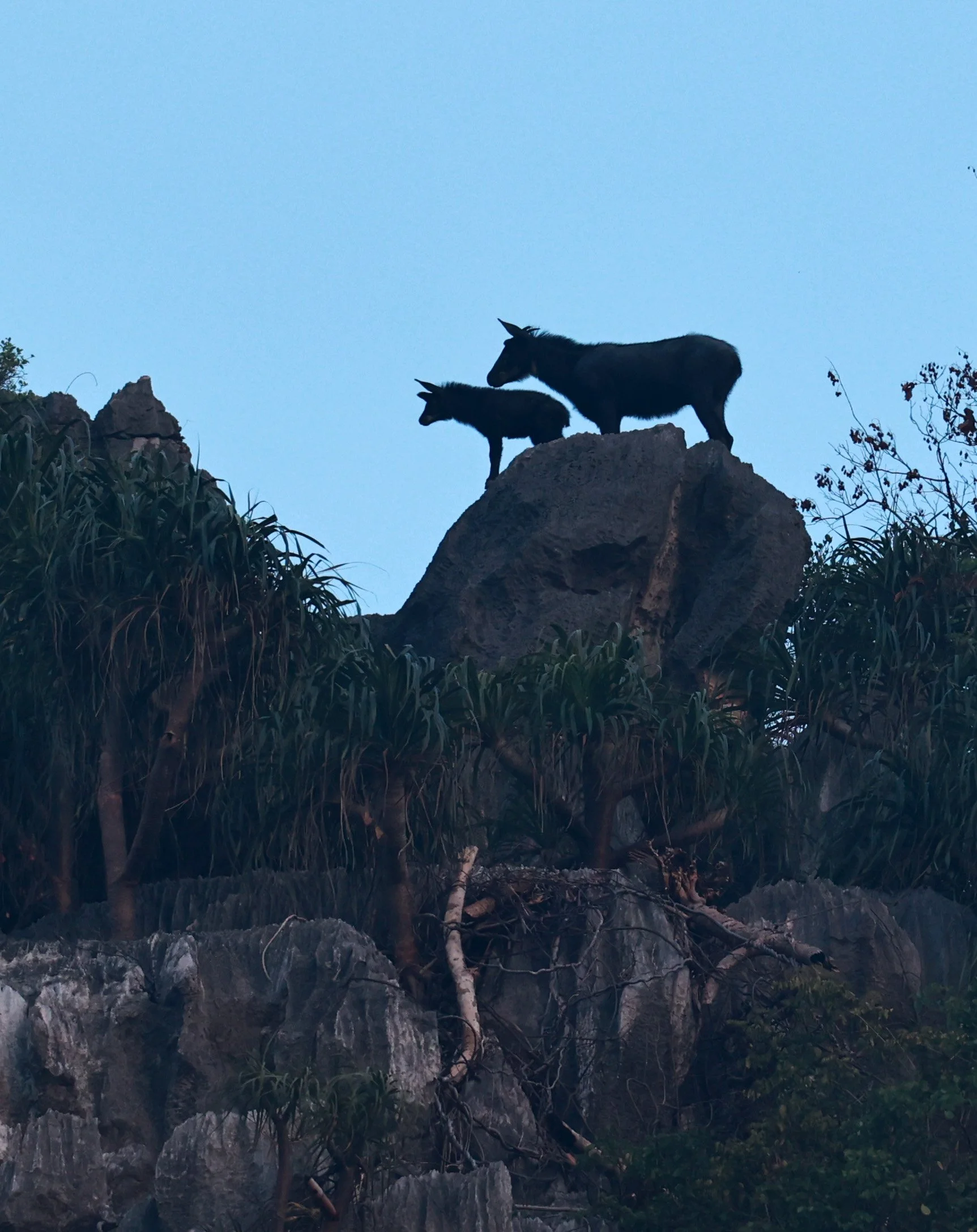 Indochinese Serow (Capricornis milneedwardsi maritimus) Pak Chong, Ban Tha Chang Spring (28).jpg