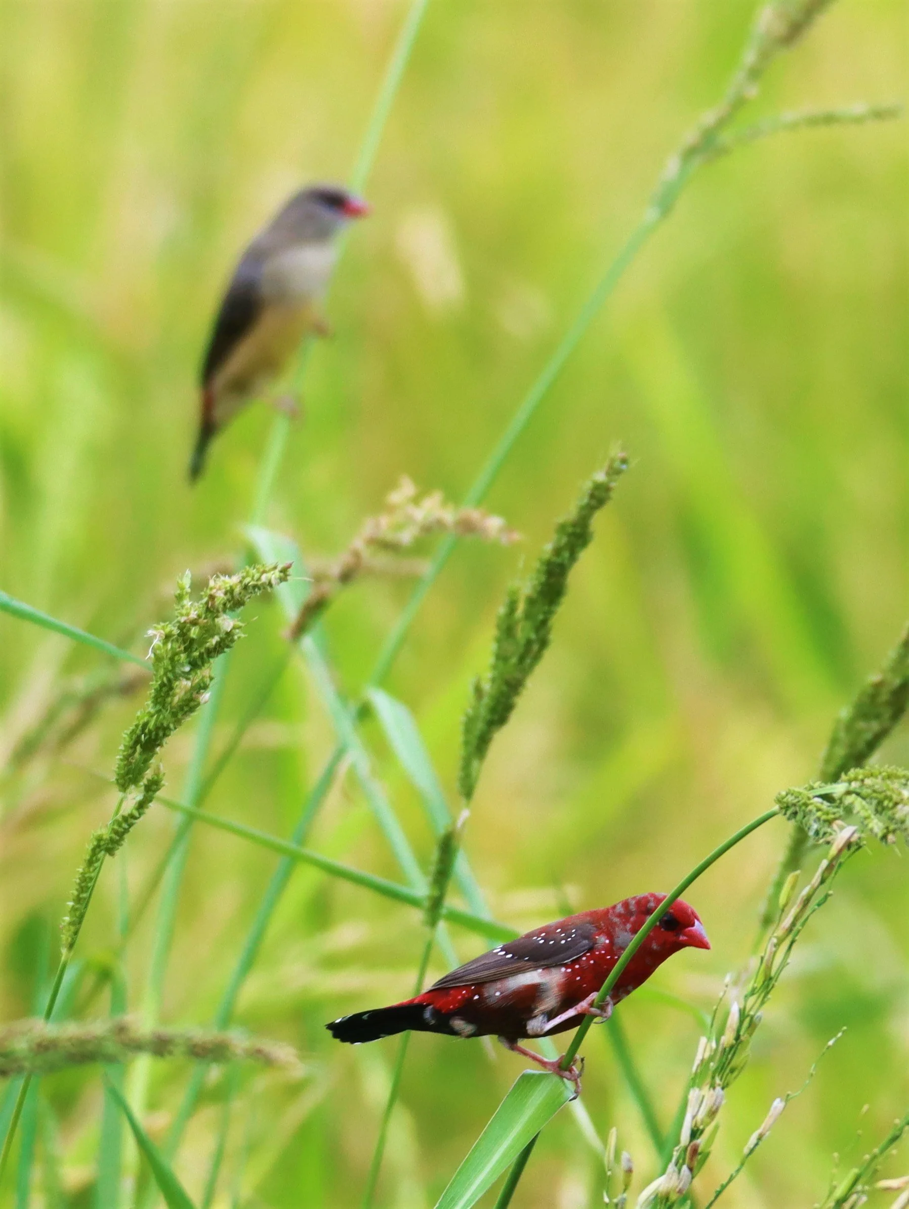 RED AVADAVAT - Amandava amandava - LAT KRABANG THAP YAO RICEFIELDS August 25, 2021 (134).jpg