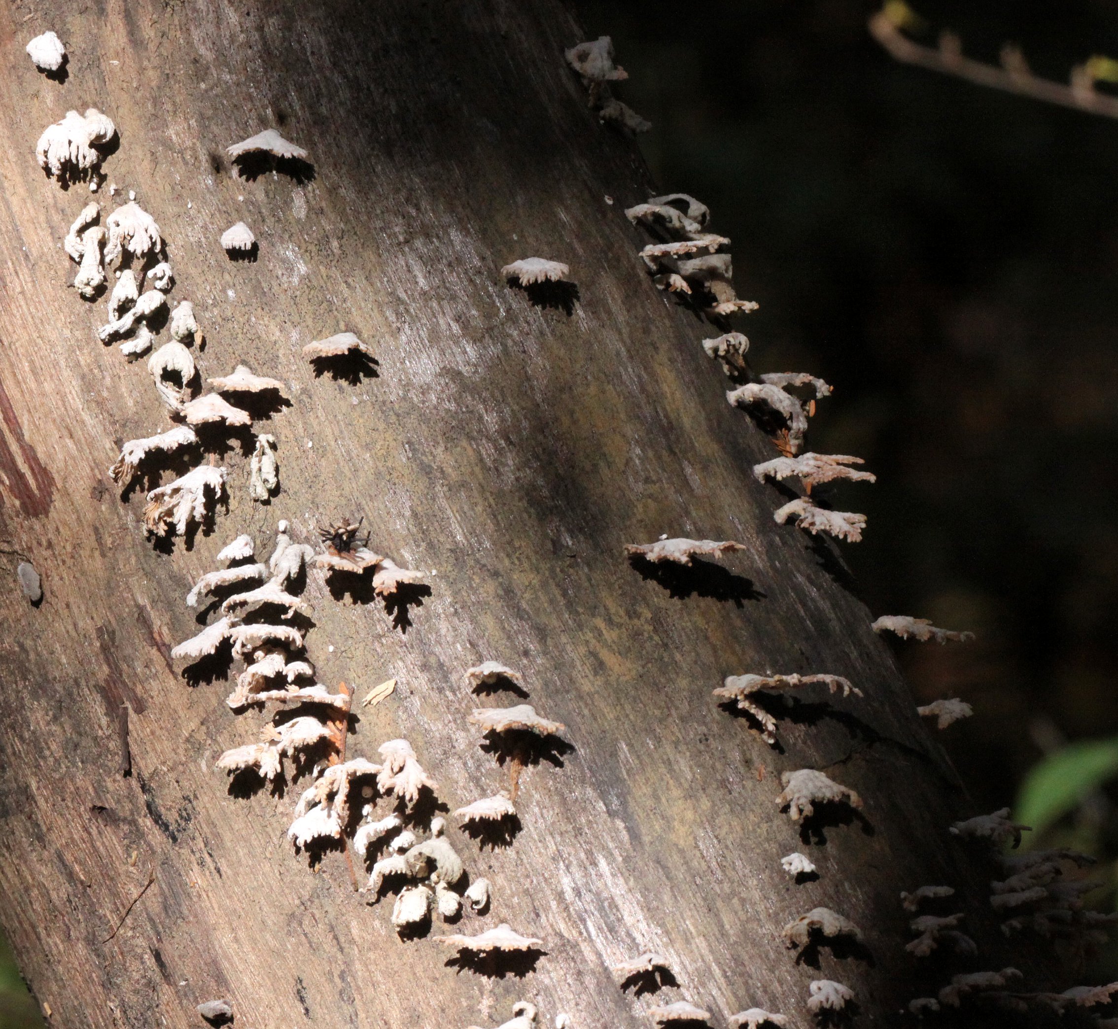FUNGI - ANKARANA NATIONAL PARK MADAGASCAR.JPG