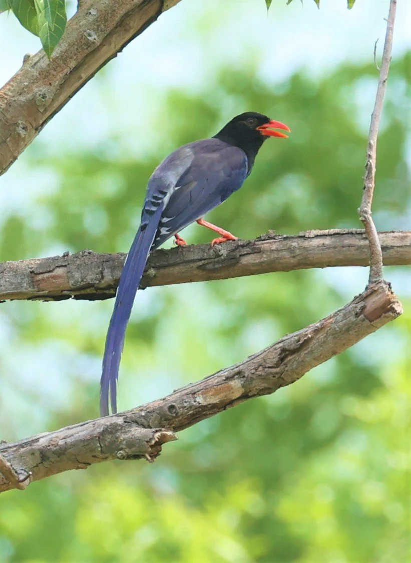 Red-billed Blue-Magpie (Urocissa erythroryncha) are common in the Western Forest Complex