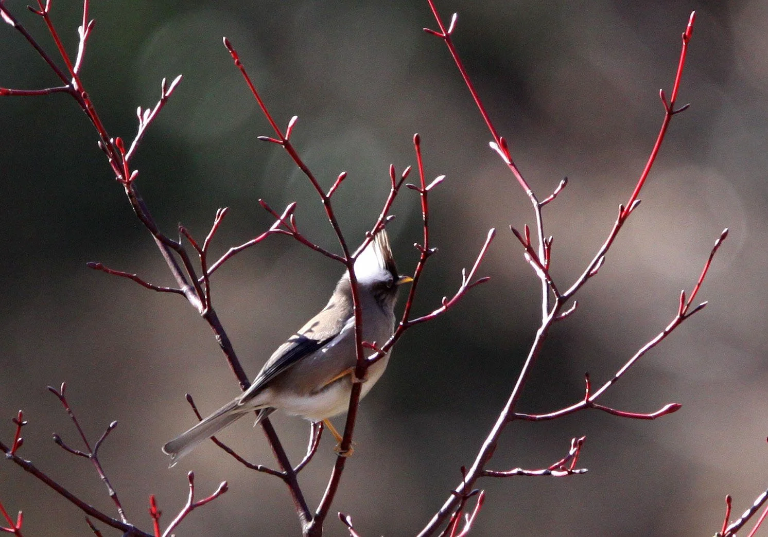 White-collared Yuhina (Parayuhina diademata) Baima Snow Mountain, Yunnan China