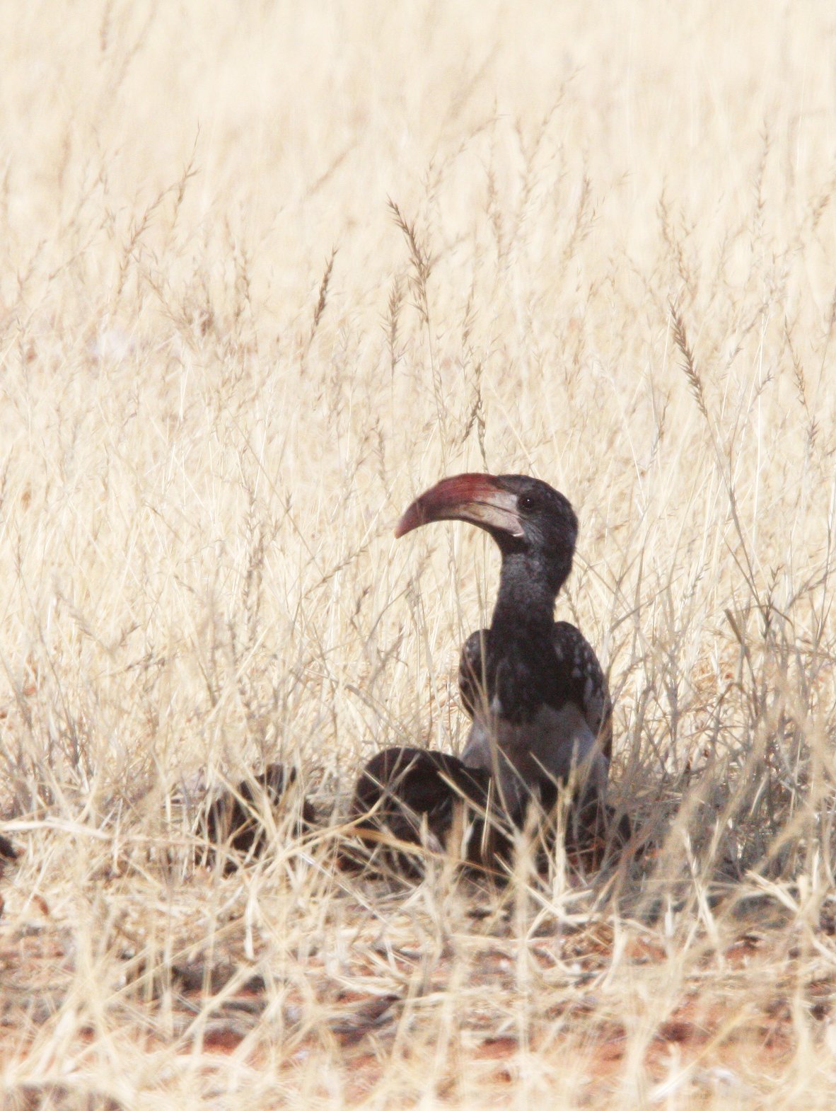 Tockus monteiri - MONTEIRO'S HORNBILL - DAMARALAND NAMIBIA (2).JPG