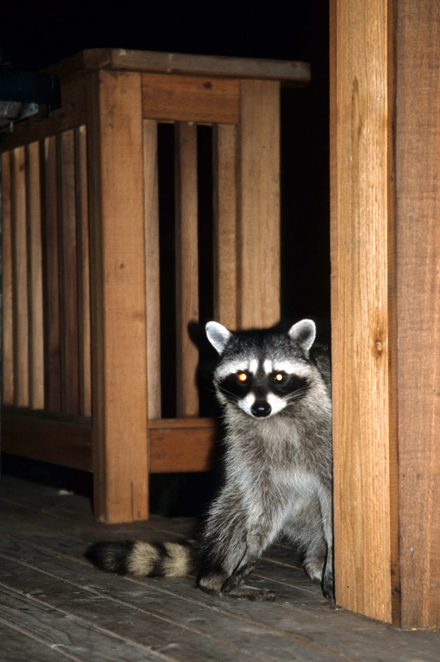 RACOON - LAKE FARM OP D.jpg