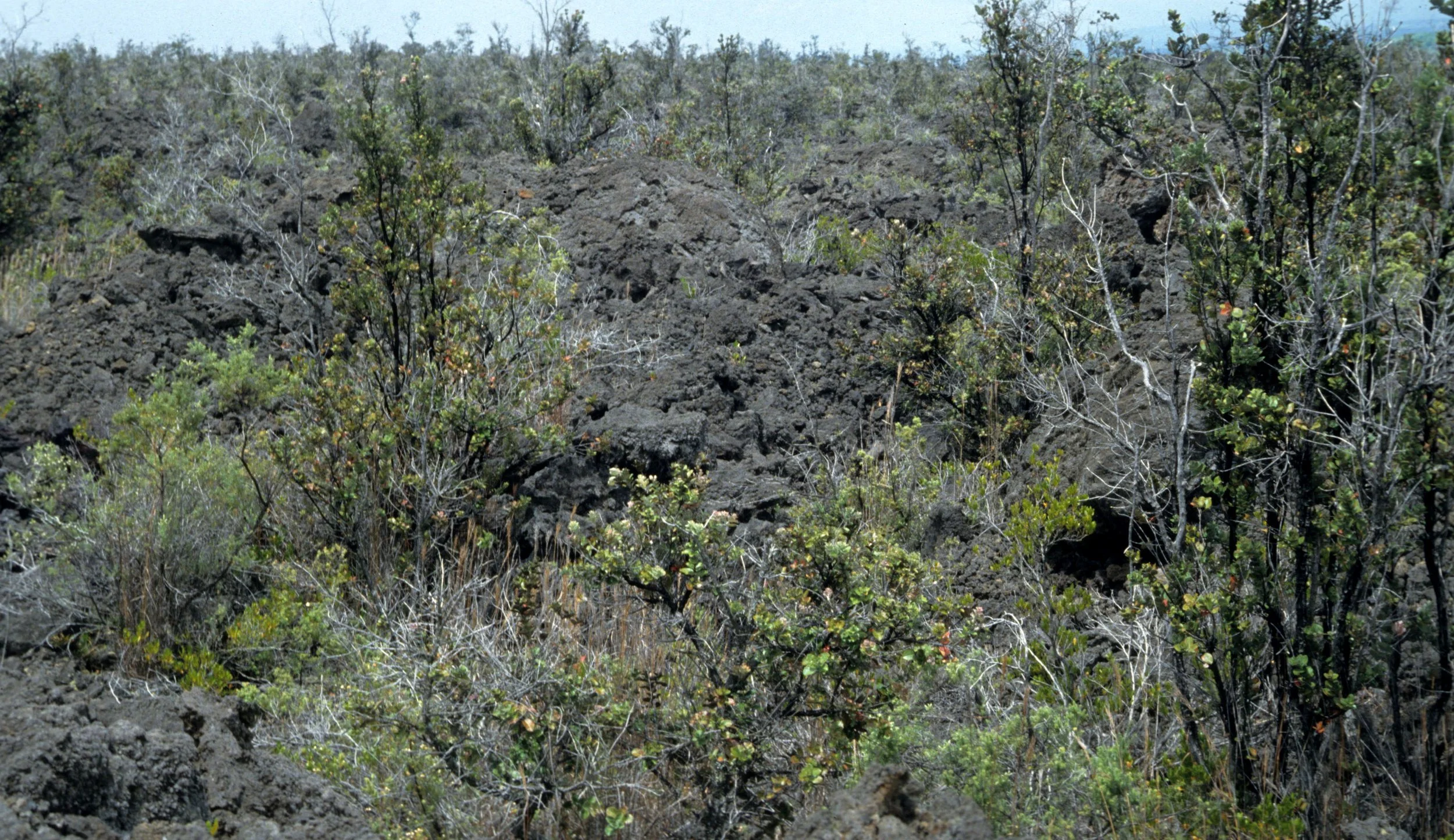HAWAII - HAWAII - KAU DESERT.jpg