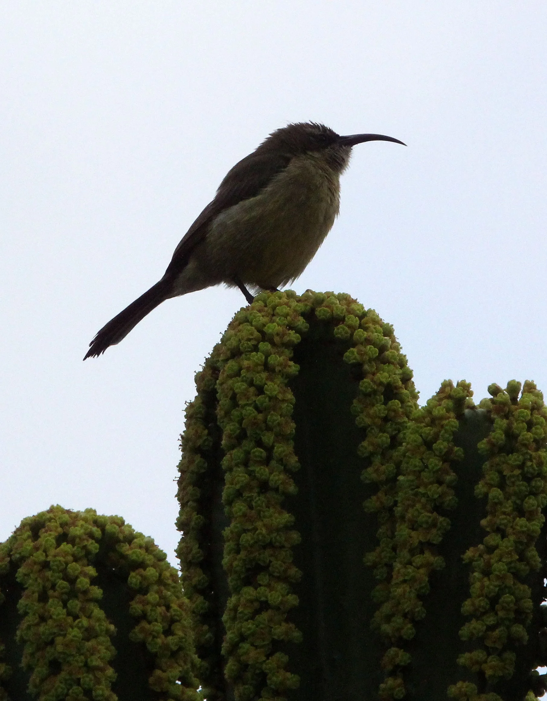 BIRD - SUNBIRD - BRONZE SUNBIRD - NECTARINIA KILIMENSIS - RUHENGERI RWANDA (14).JPG