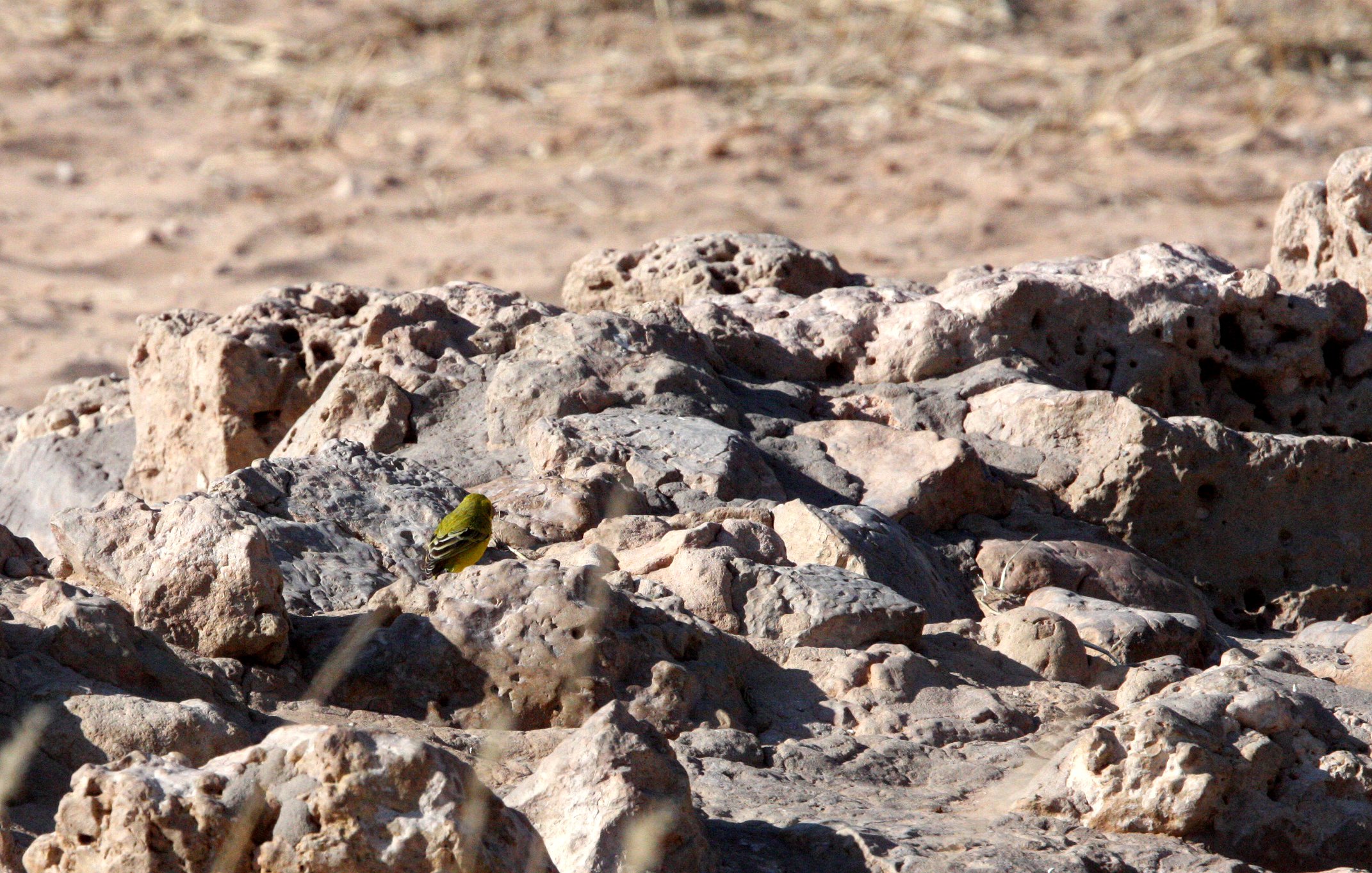 Yellow Canary (Crithagra flaviventris) Kalagadi NP, South Africa.JPG