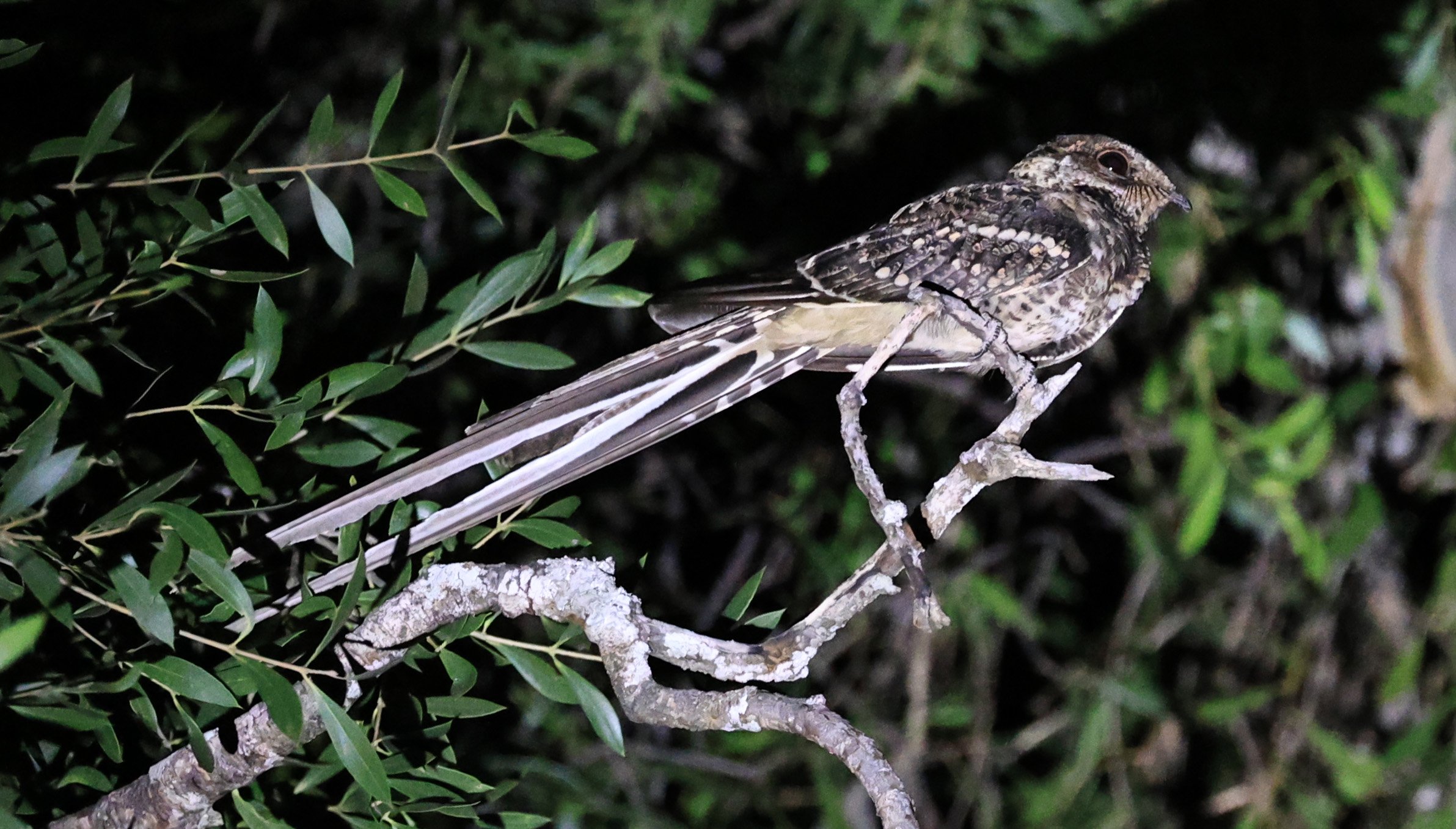 Scissor-tailed Nightjar (Hydropsalis torquata) 
