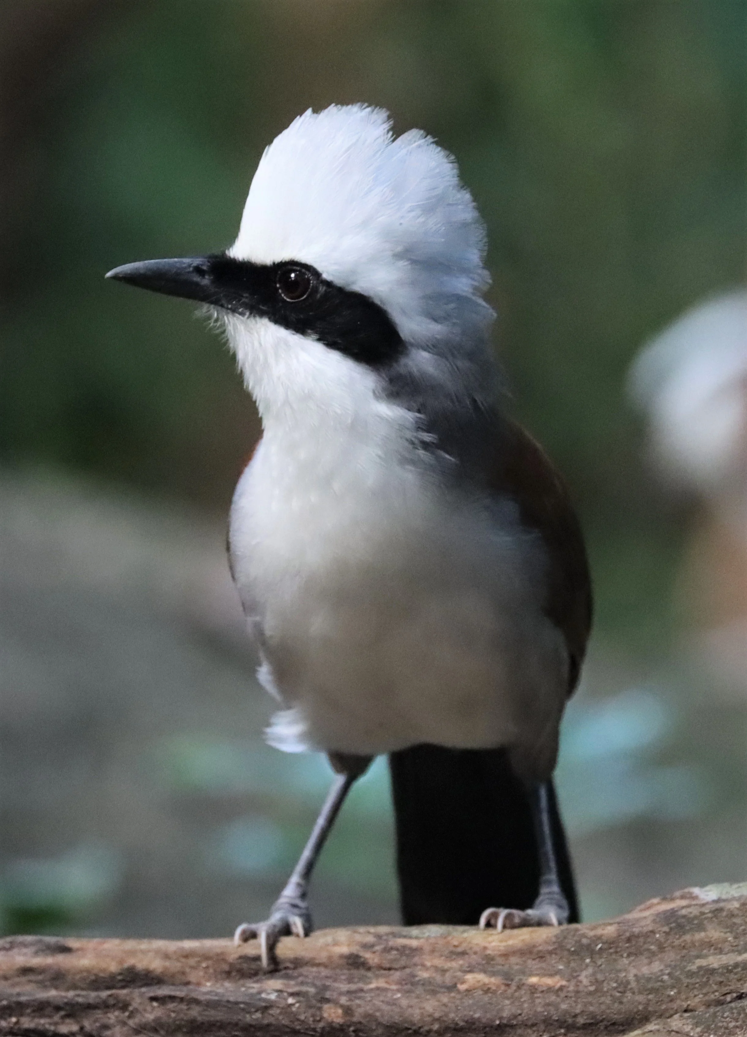 LAUGHINGTHRUSH - WHITE-CRESTED LAUGHINGTHRUSH - Garrulax leucolophus - WAT THAM PRATHUN CHONBURI (71).jpg