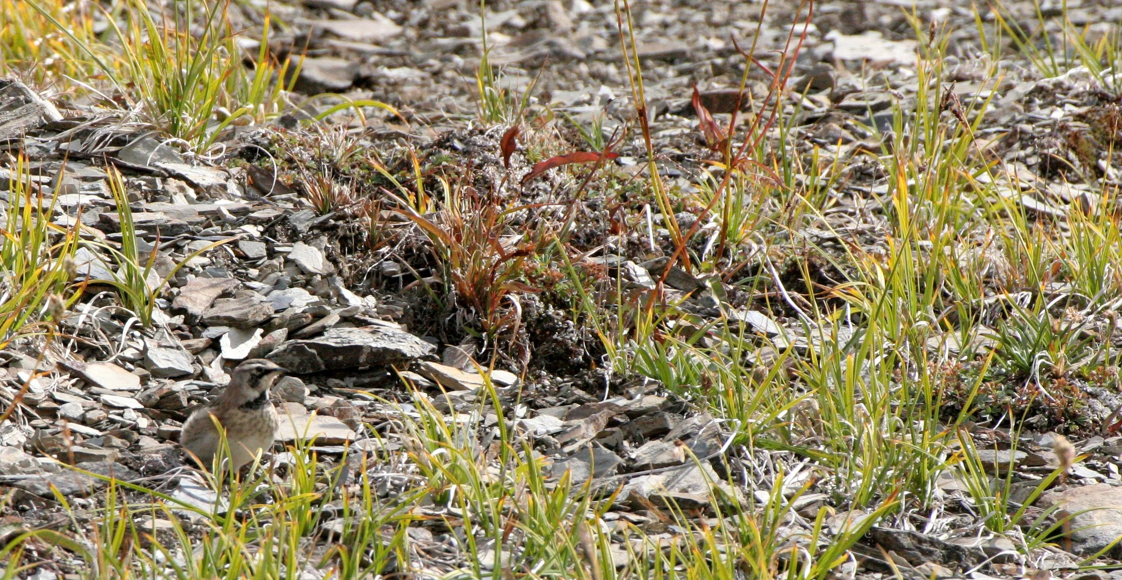 Horned Lark (Eremophila alpestris) Olympic National Park Washington (8).JPG