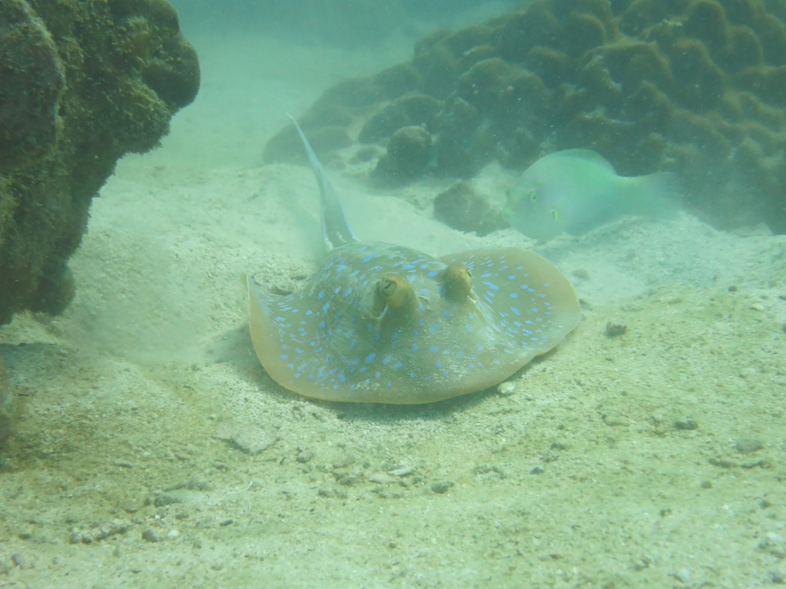 2016 BPS Satthahip Dive Trip with Marine Conservation Club (26).JPG
