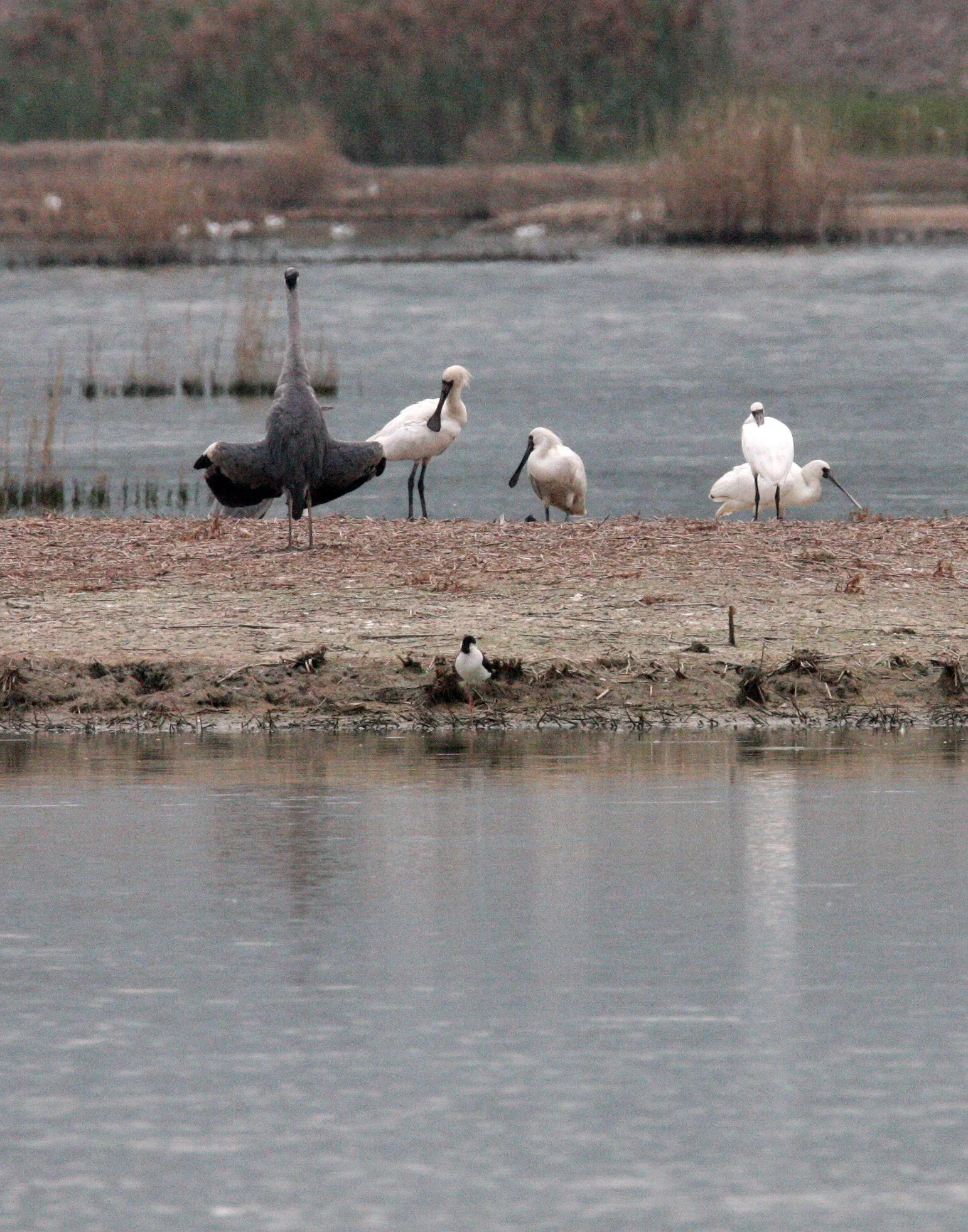 SPOONBILL - BLACK-FACED SPOONBILL - Platalea minor - MAI PO WETLANDS HONG KONG (126).JPG